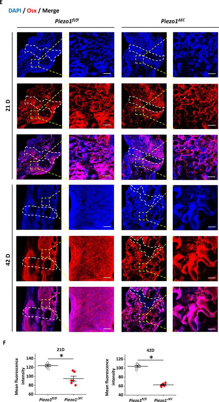 Contrast Normalization - HD Wallpaper 