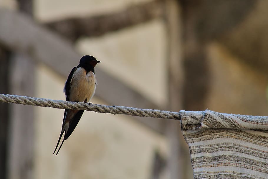 Bird, Animal, Swallow, Finch, Wood, Bee Eater, Plywood, - European Swallow - HD Wallpaper 