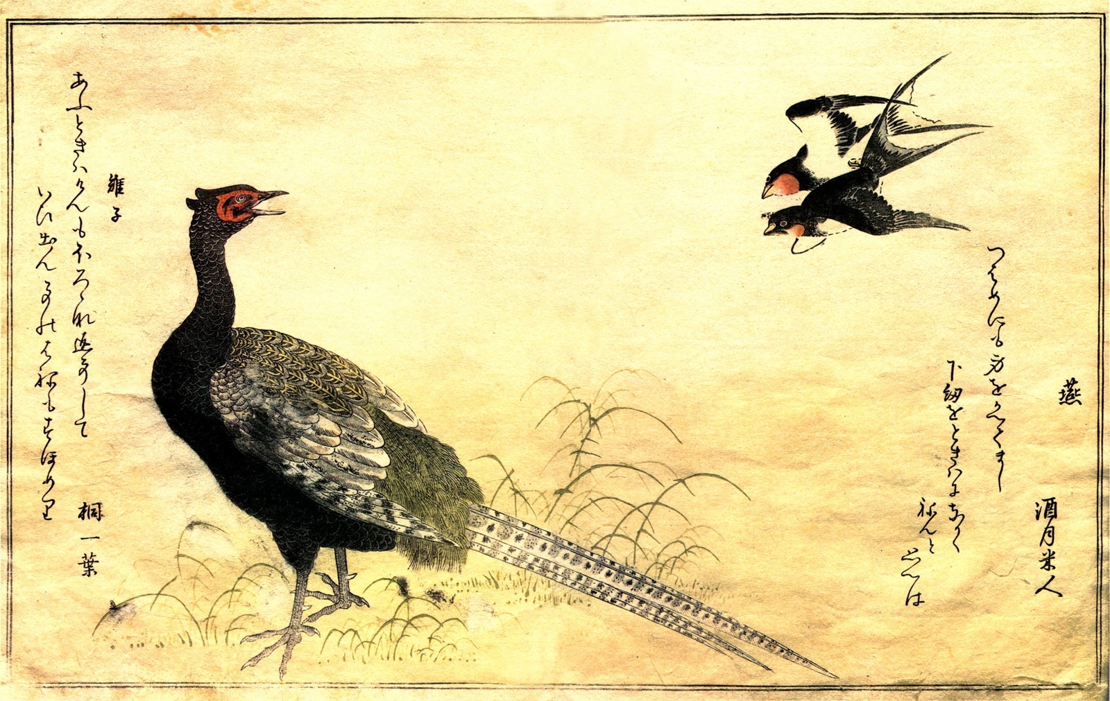 Green Pheasant Japanese Drawing - HD Wallpaper 