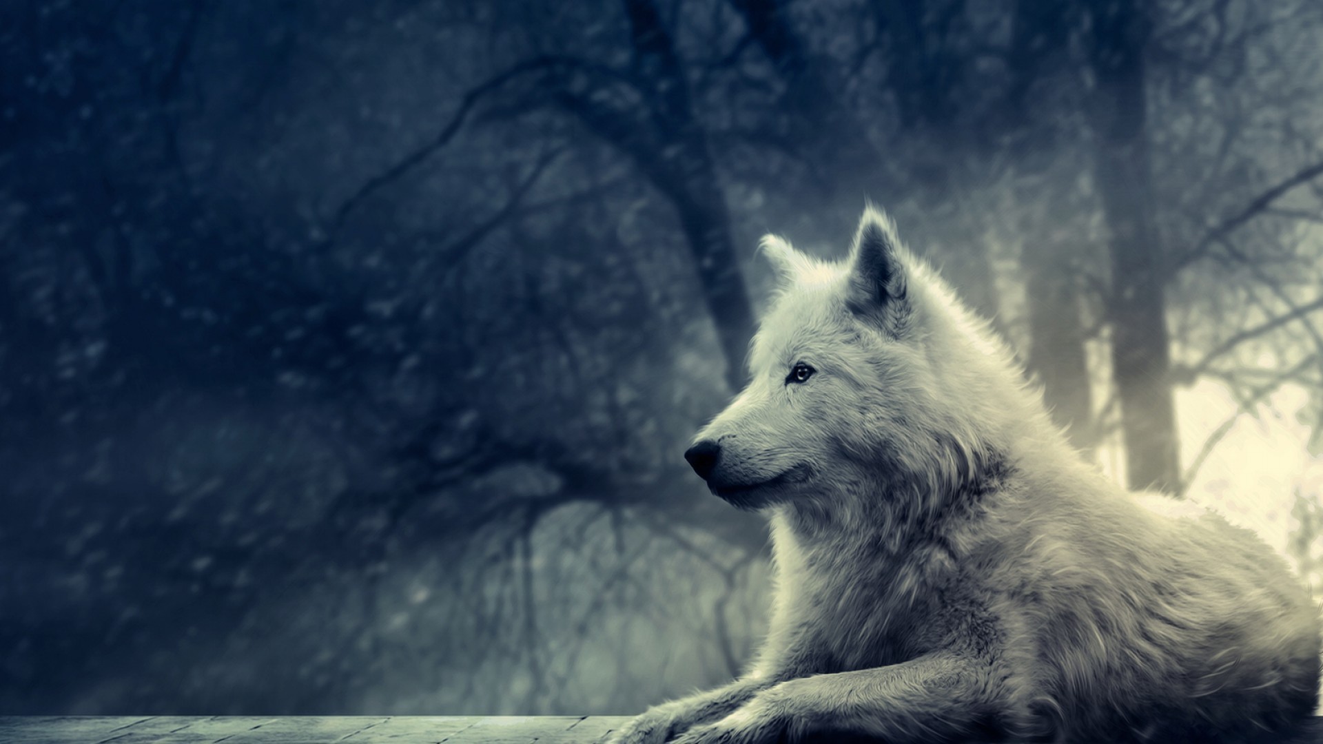 Wolf Wallpaper 4k - HD Wallpaper 