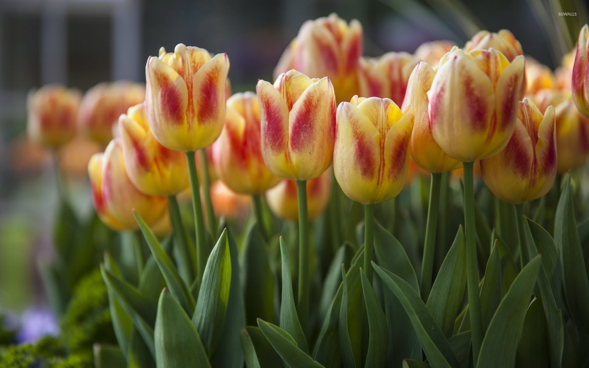 Sprenger's Tulip - HD Wallpaper 