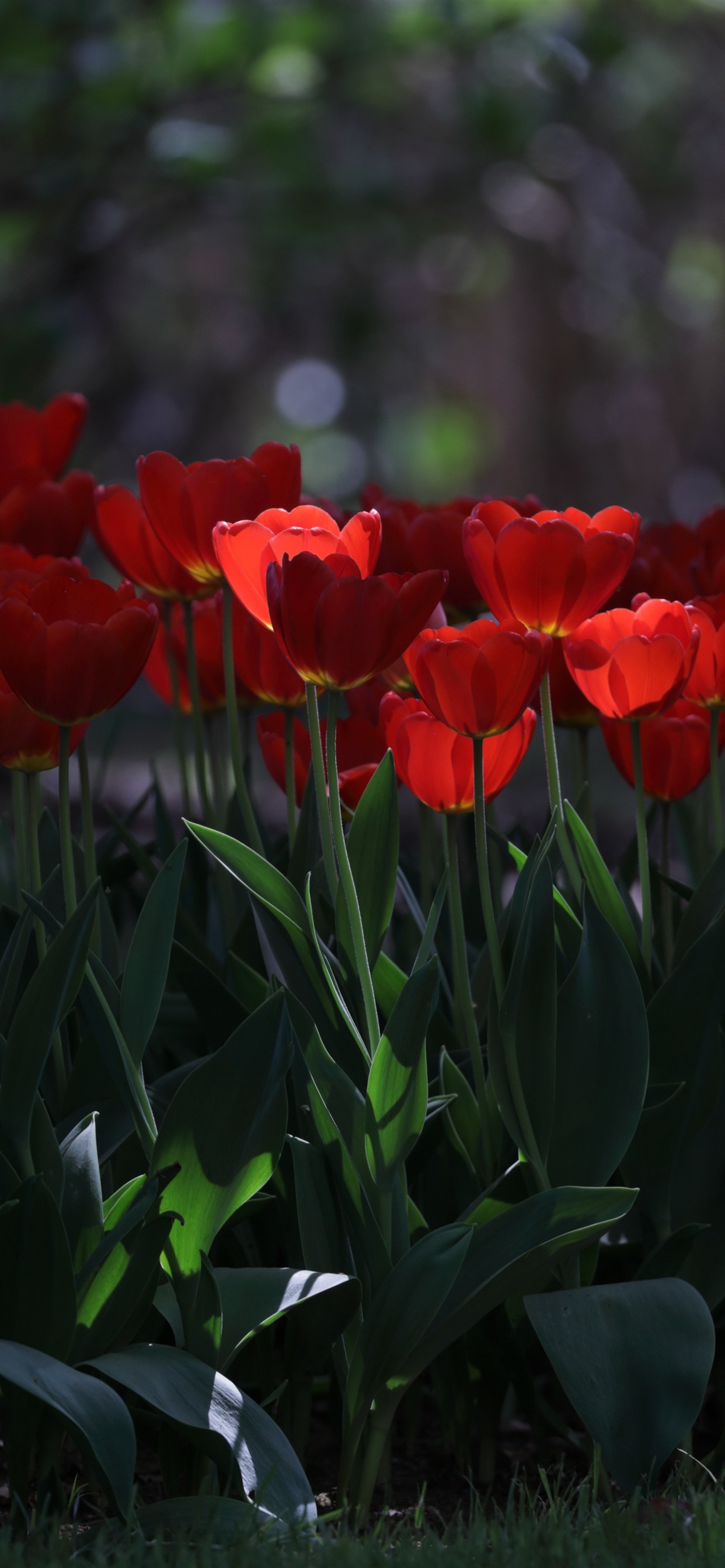 Iphone Wallpaper Many Red Tulips, Park, Hazy - Mobile Phone - HD Wallpaper 