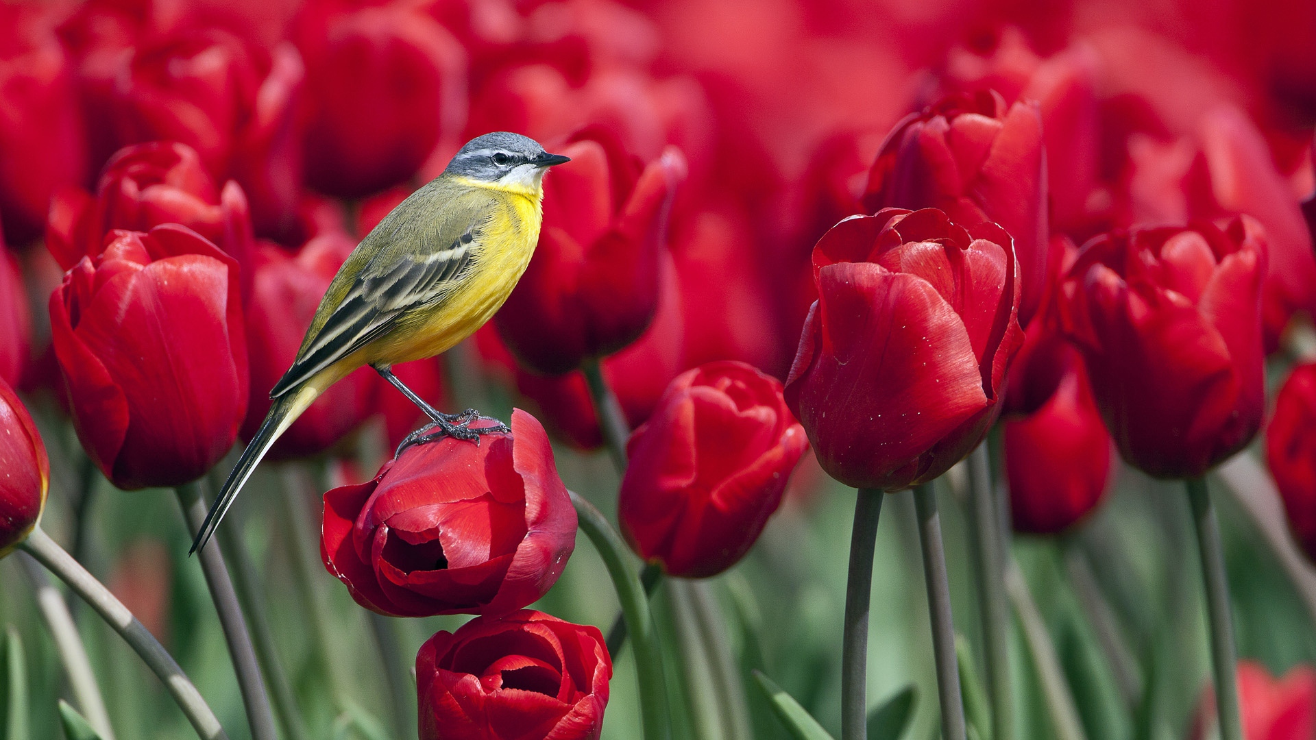 Bird On Red Tulips Hd Wallpaper - HD Wallpaper 
