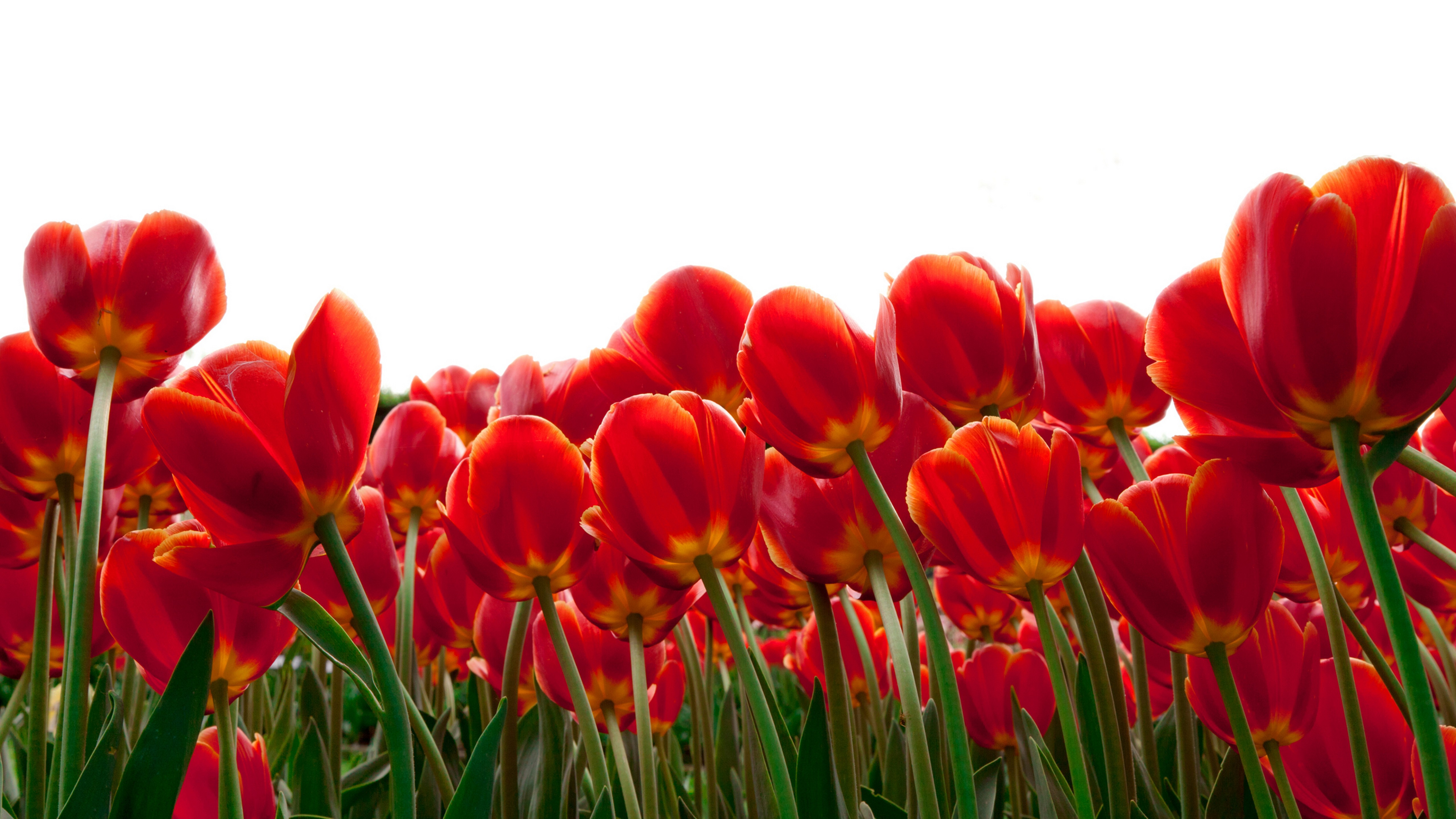 Flowers Red Tulips 4k Wallpapers - HD Wallpaper 