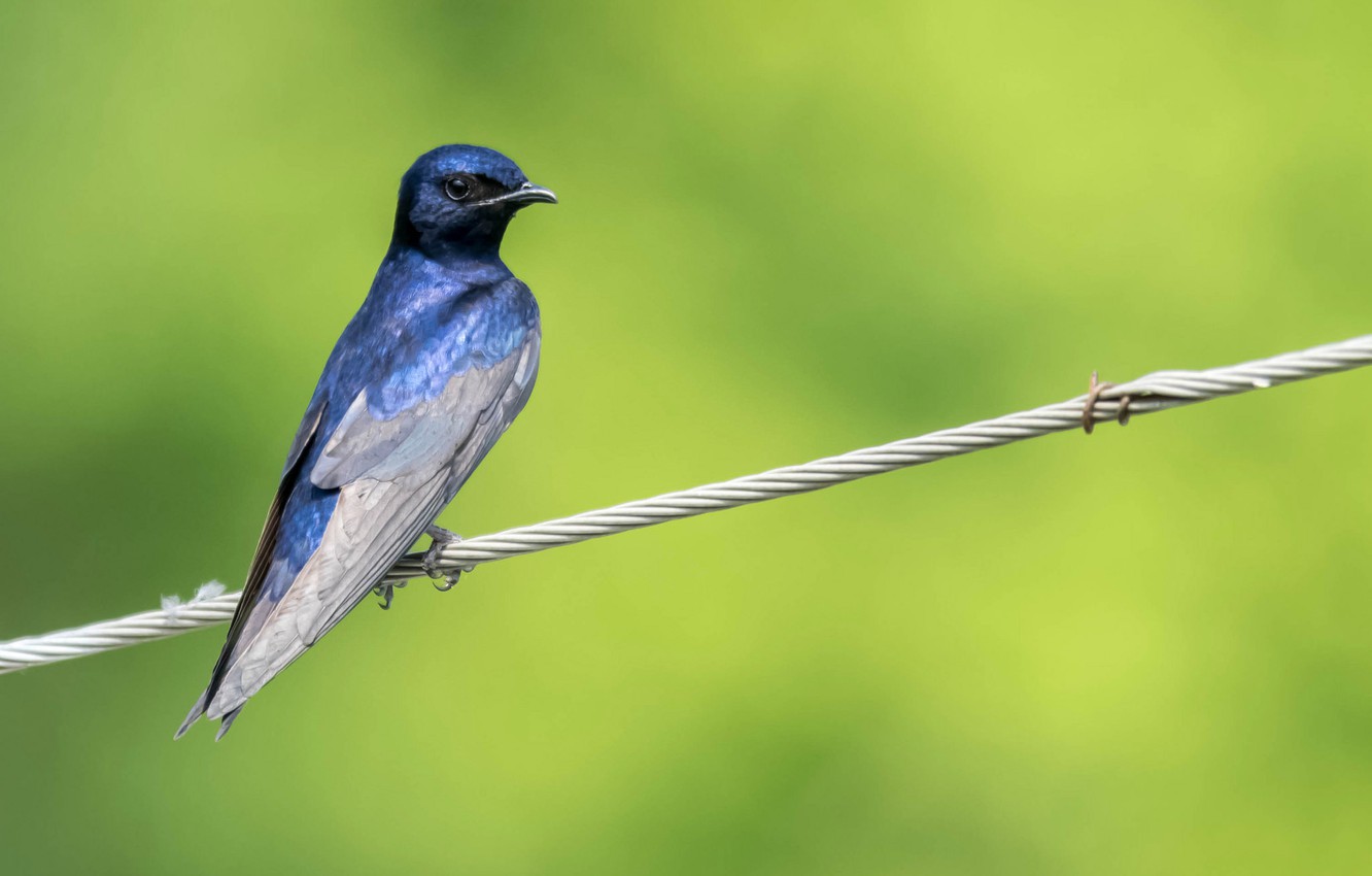 Photo Wallpaper Bird, Feathers, Beak, Purple Forest - Purple Martin - HD Wallpaper 
