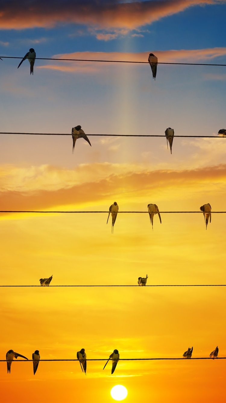 Tapety Na Tel Jaskolka - HD Wallpaper 