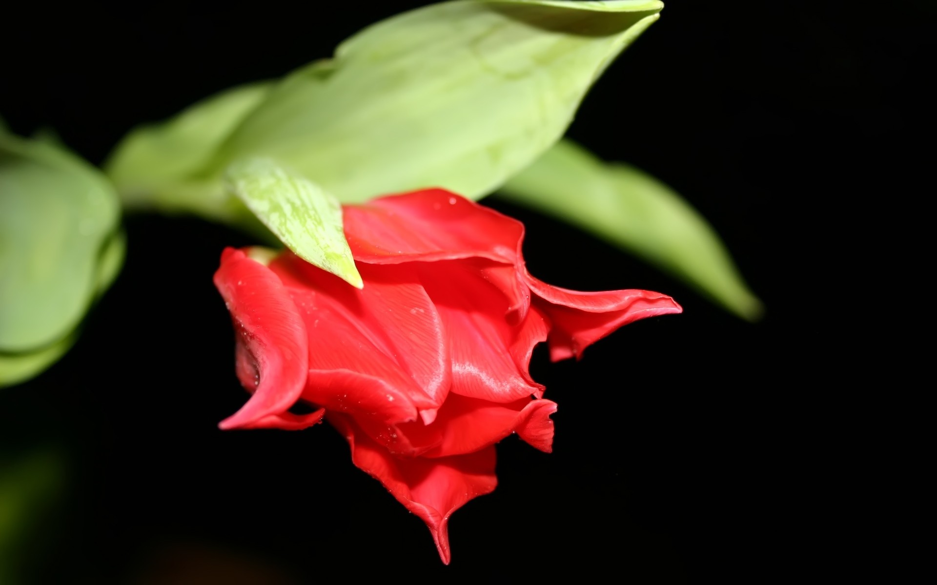 Black Background Scenery - HD Wallpaper 