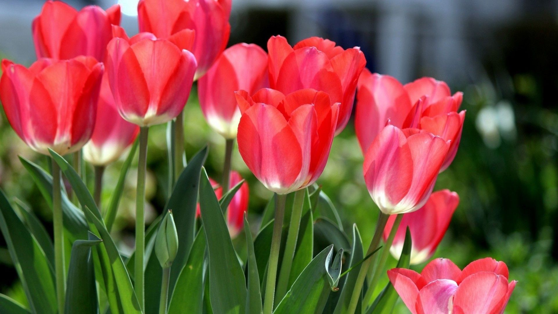 Sprenger's Tulip - HD Wallpaper 