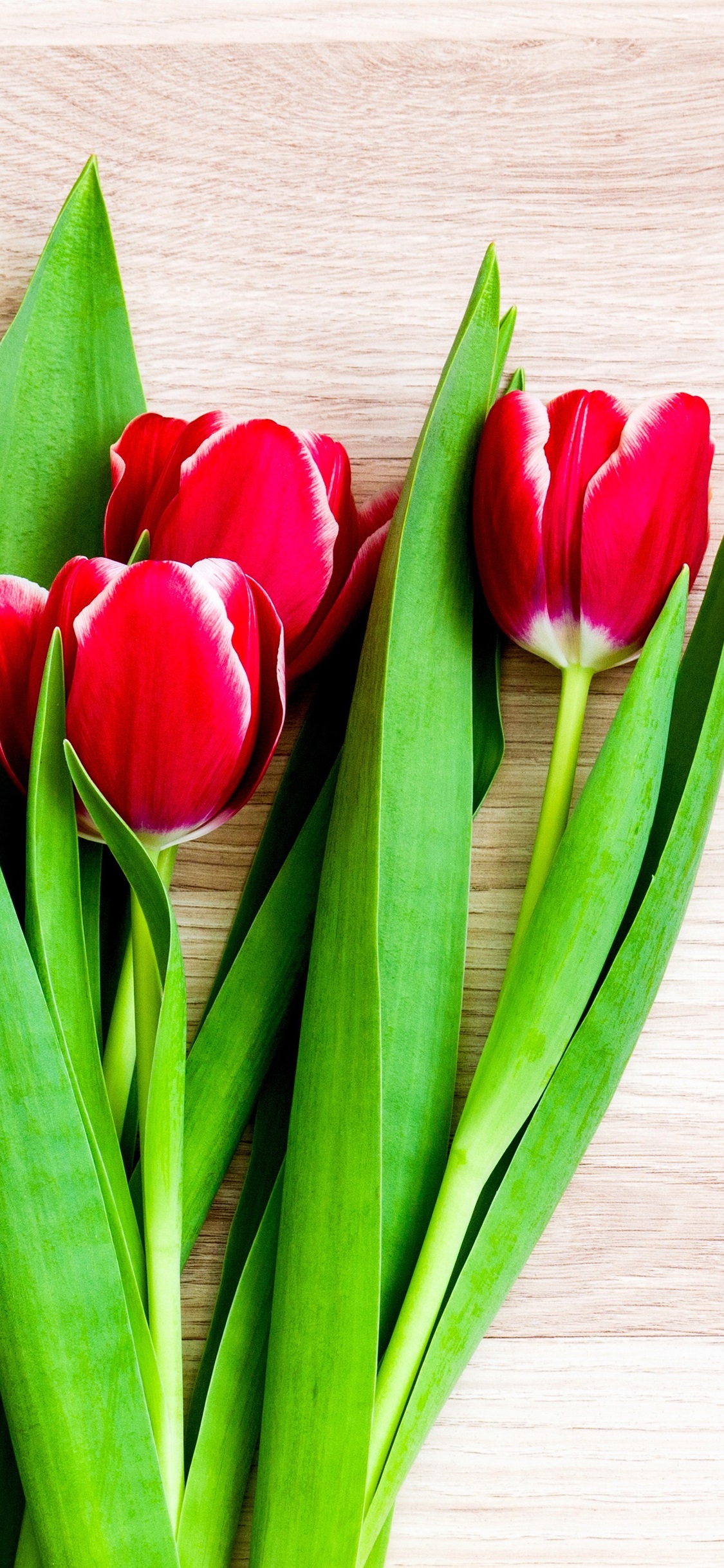 Iphone Wallpaper Red Tulips, Gift - Tulipany W Wazonie Na Tapete - HD Wallpaper 