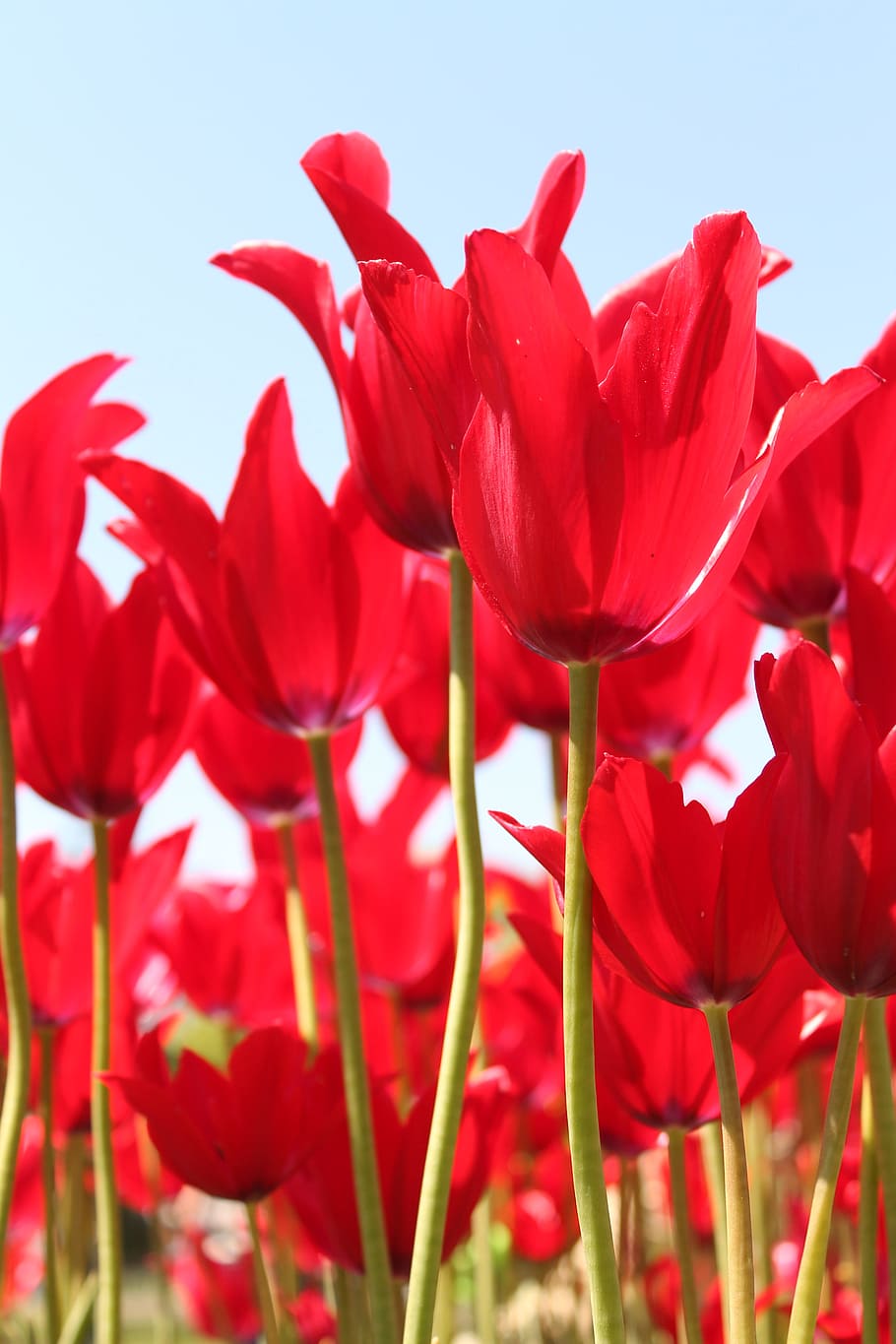 Red Tulip Flower Festival, Farm, Blooms, Flowering - HD Wallpaper 