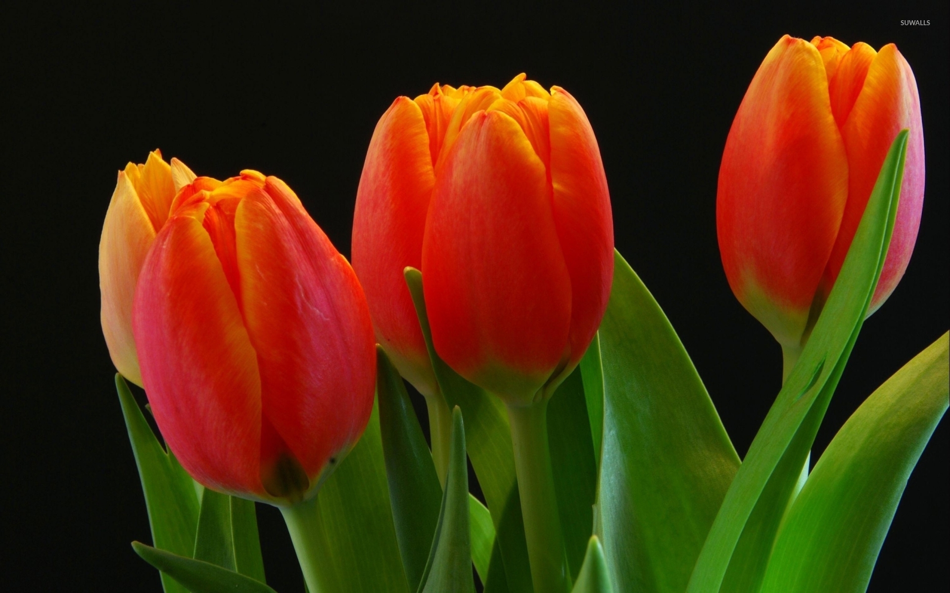 Tulip Flower On Black Background - 1920x1200 Wallpaper - teahub.io