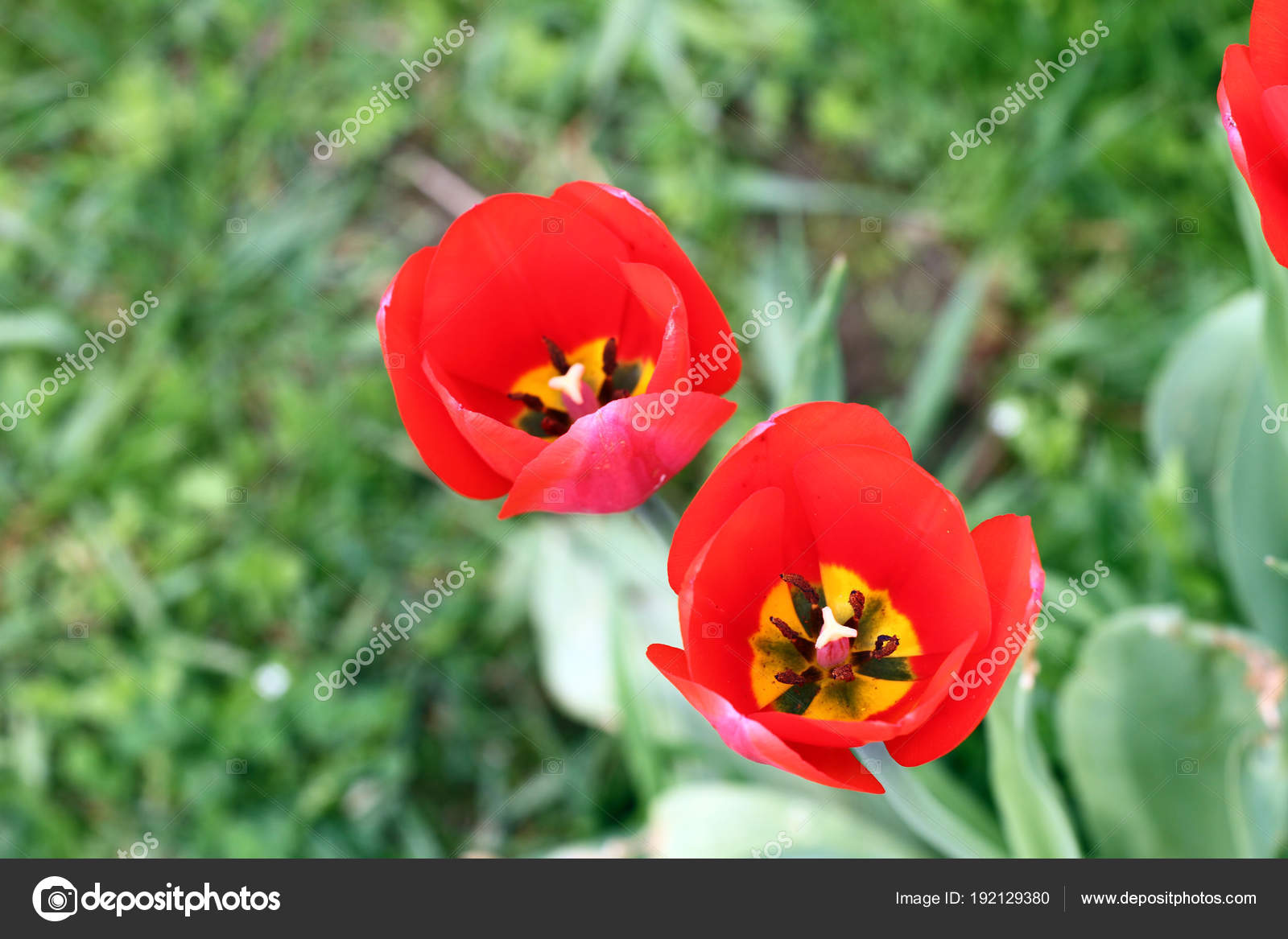 Sprenger's Tulip - HD Wallpaper 