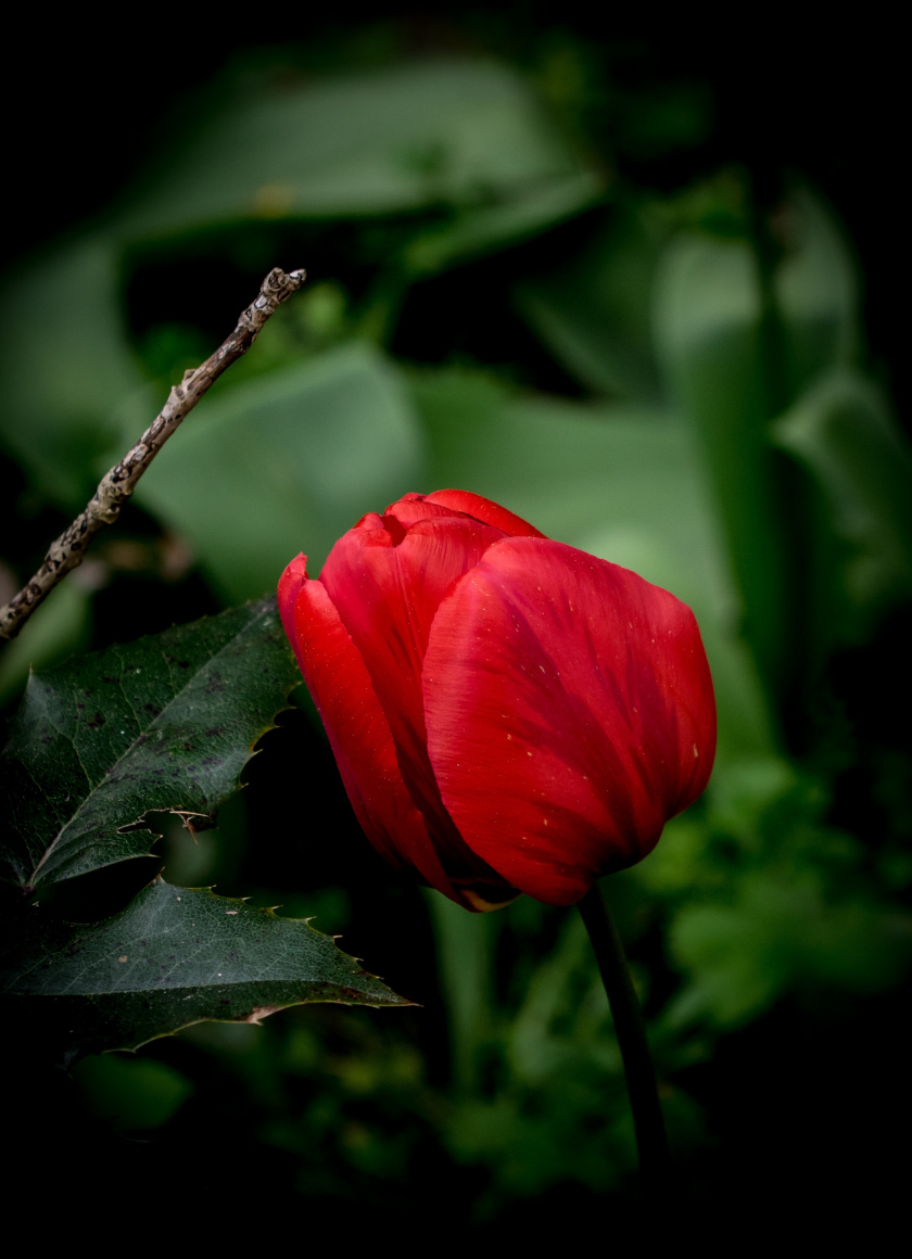 Red Tulip, Close Up, Leaves, Bloom, Wallpaper - HD Wallpaper 