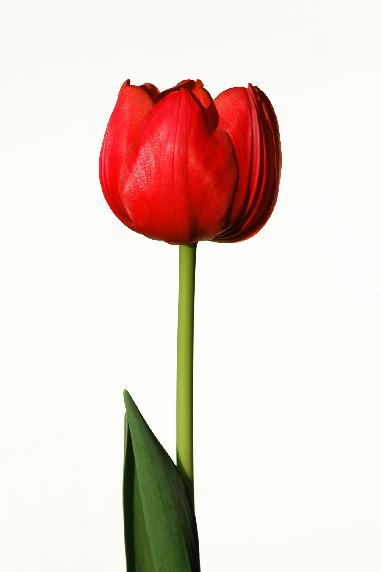 Red Tulip - HD Wallpaper 