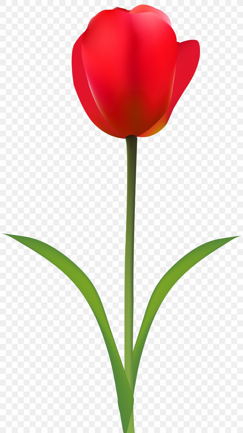 Tulip Cut Flowers Red Wallpaper, Png, 4493x8000px, - HD Wallpaper 