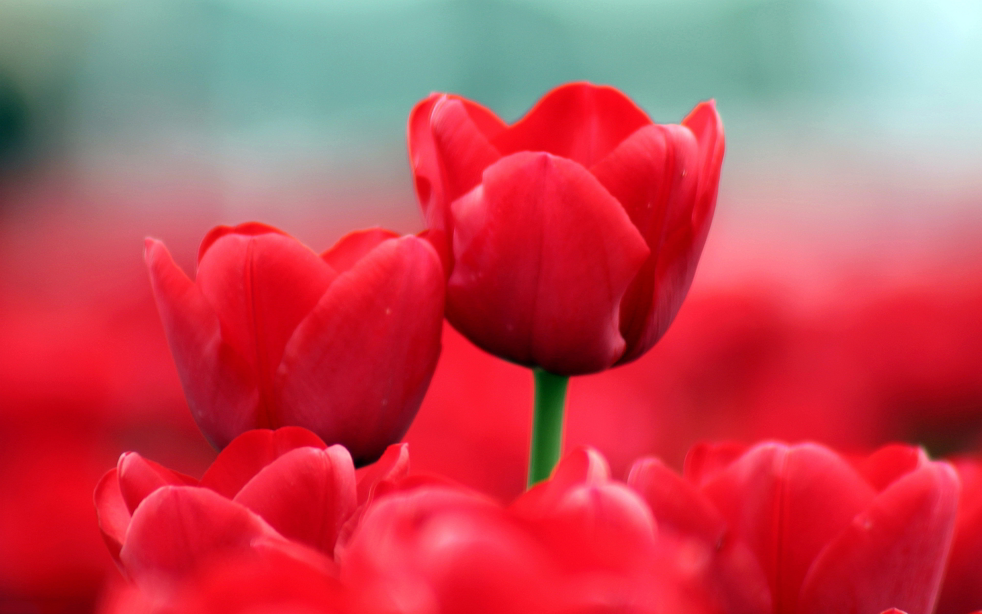 Red Tulip Wallpaper Hd - HD Wallpaper 