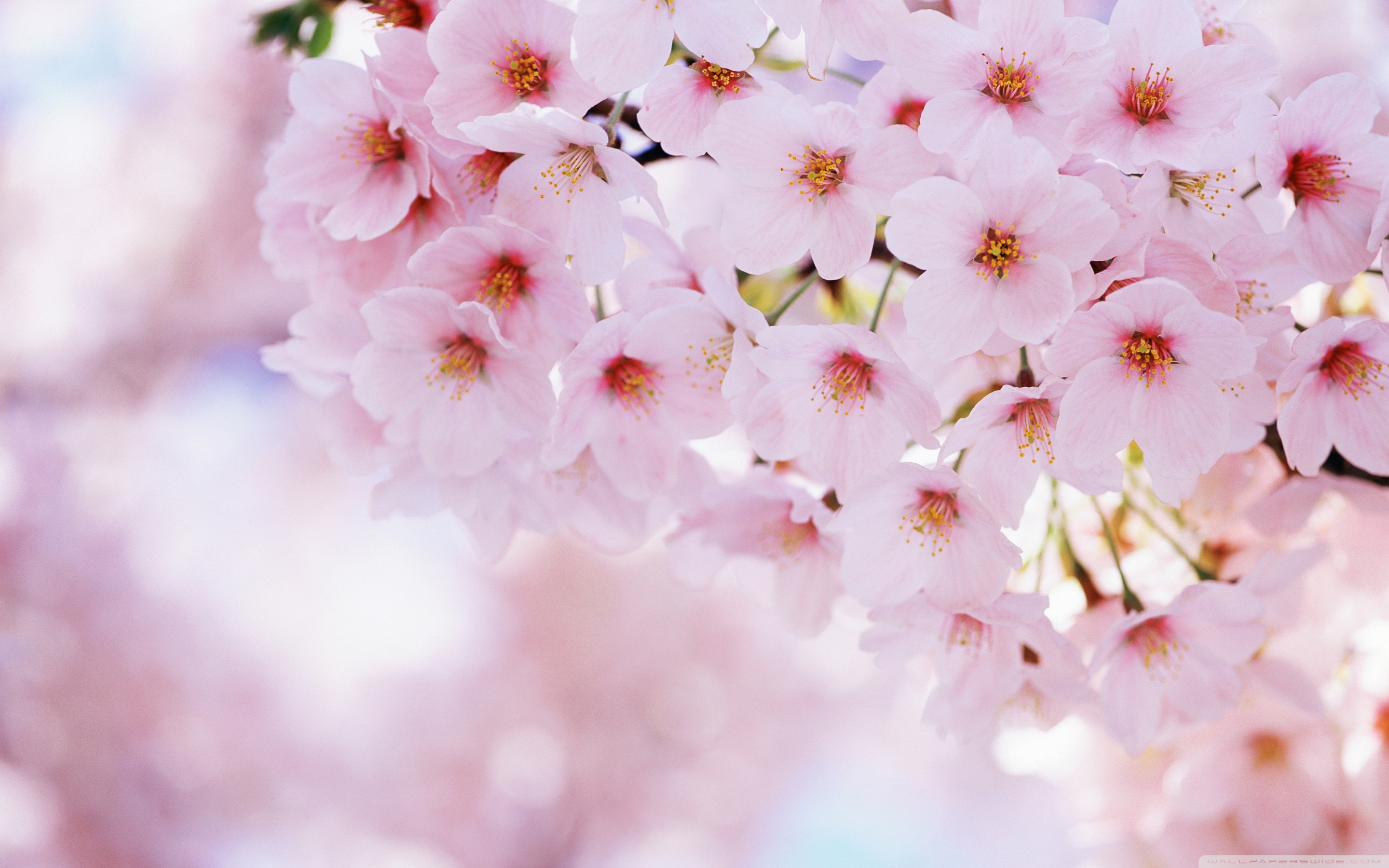 Cherry Blossom Wallpaper Desktop Hd - Cherry Blossom Background - HD Wallpaper 