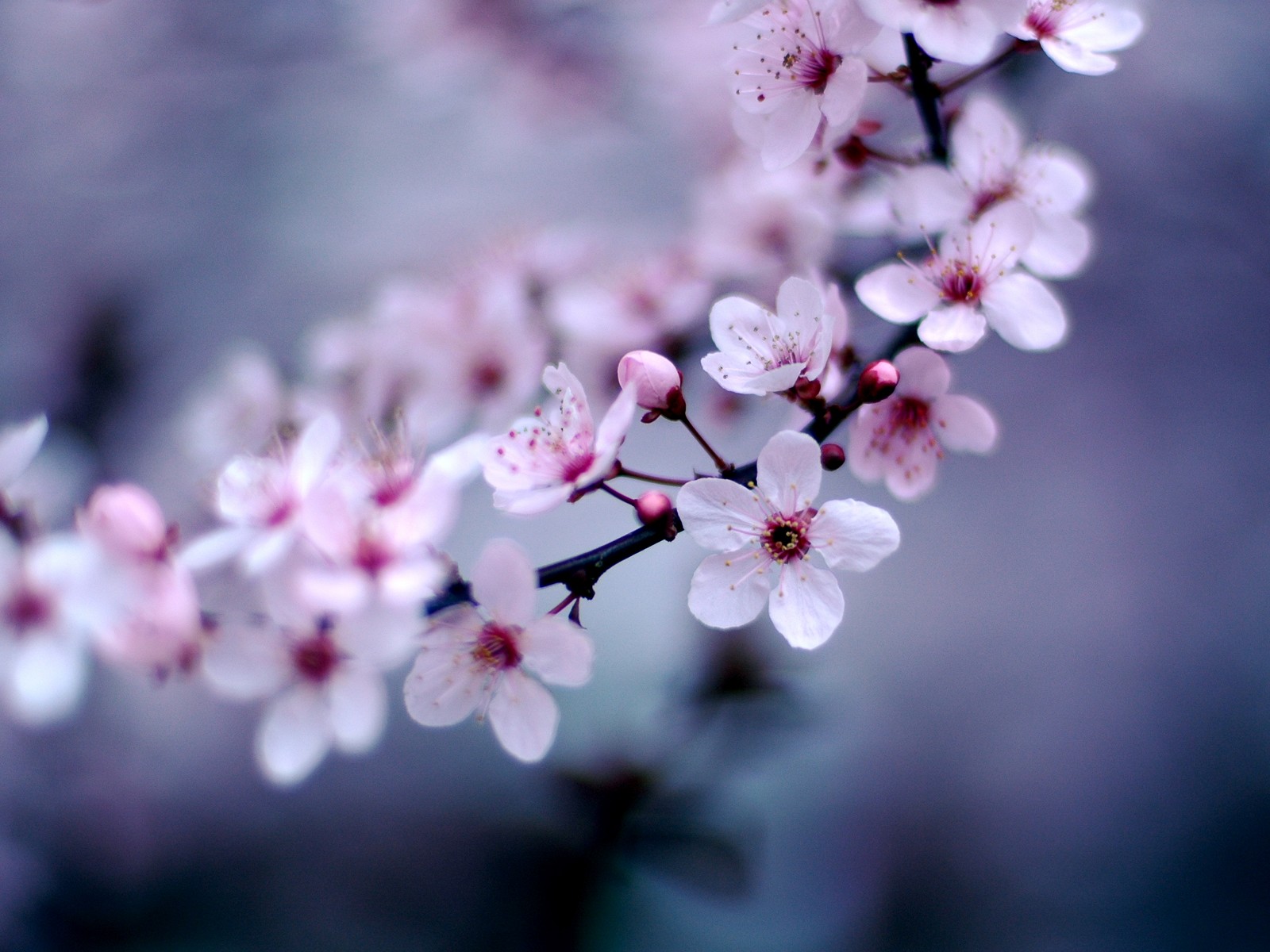 Cherry Blossom Desktop Wallpaper Preview - Cute Wallpapers Cherry Blossom - HD Wallpaper 