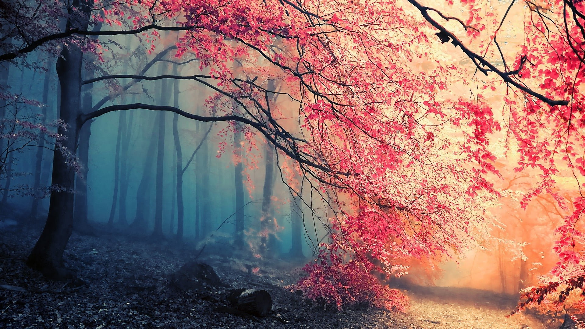 Beautiful Forest Backgrounds - HD Wallpaper 