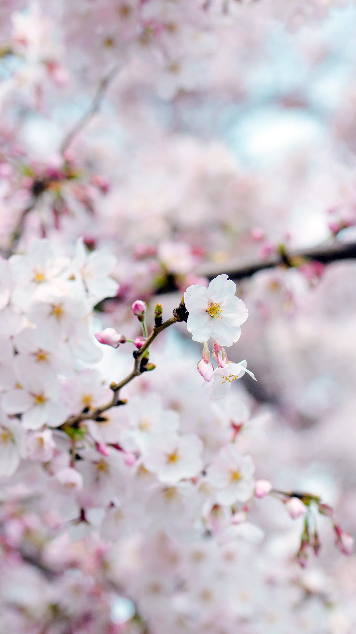 Iphone Wallpaper Cherry Blossom - HD Wallpaper 