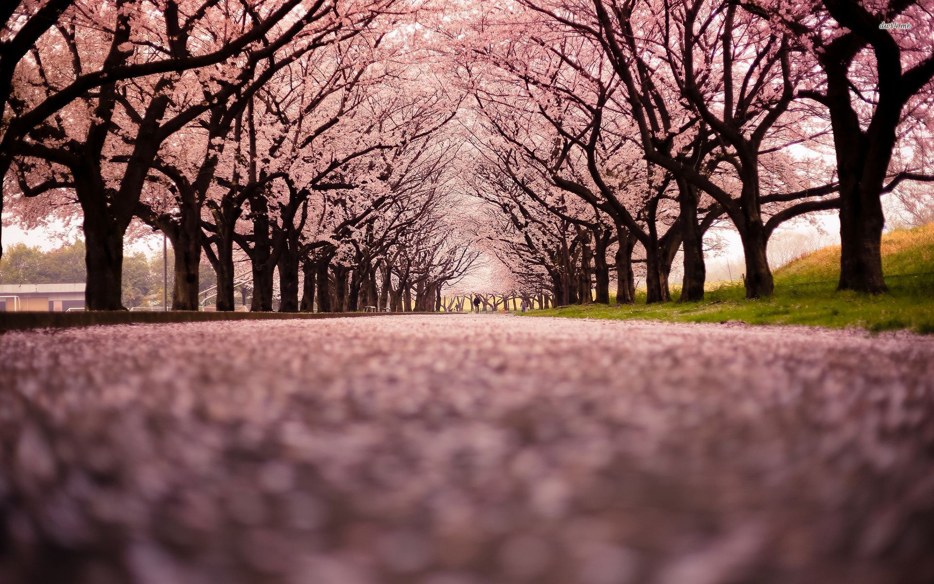 Background Cherry Blossom - HD Wallpaper 
