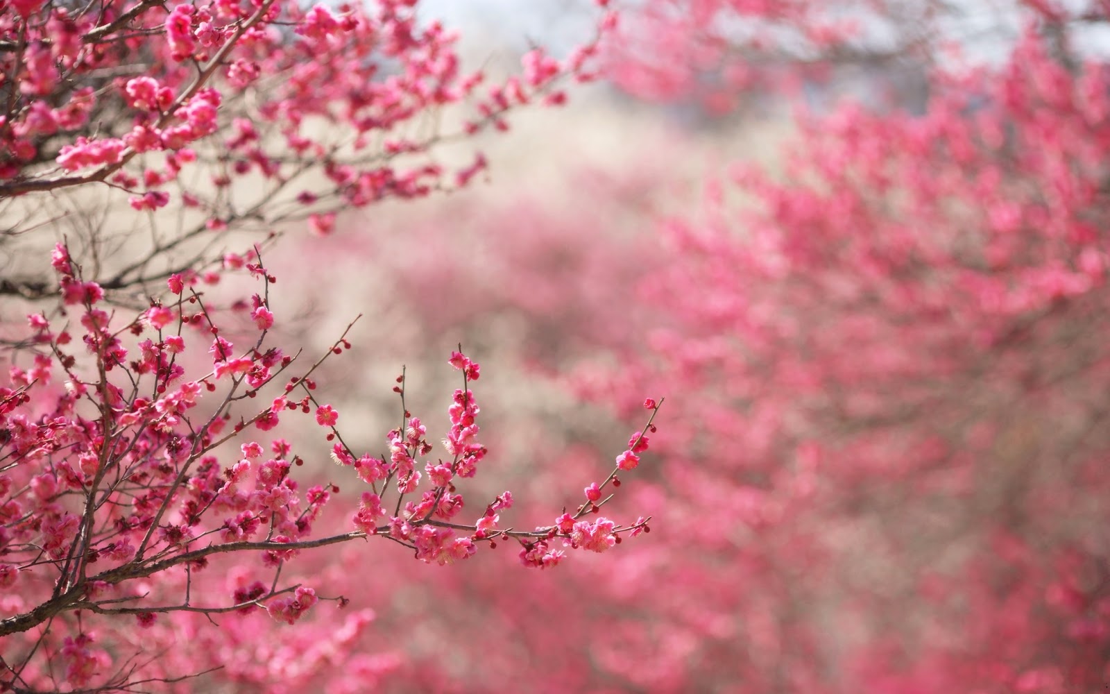 Best Sakura Flower Wallpaper - Cherry Blossom Wallpaper Hd - HD Wallpaper 