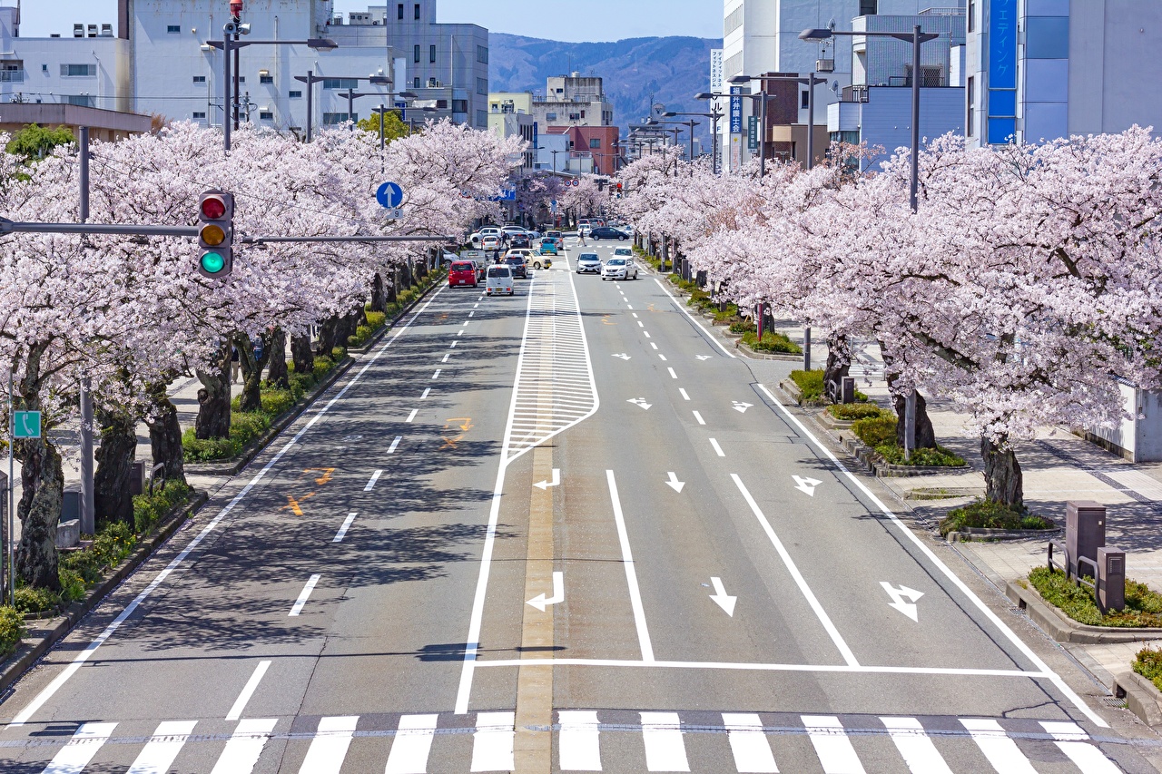 City Street Japan Sakura - HD Wallpaper 