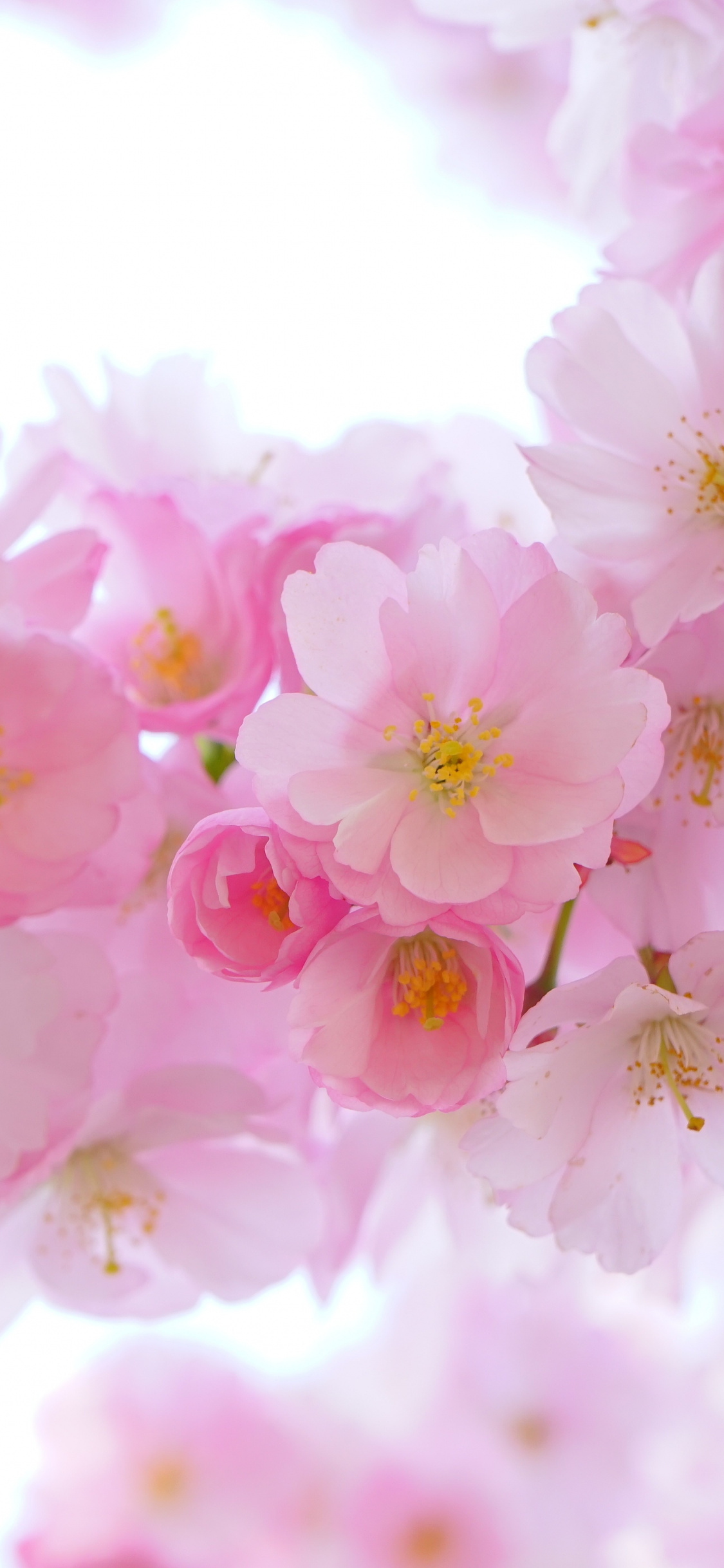 Japanese Cherry, Blossom, Flowers, Spring, Wallpaper - Flower High Res Cherry Blossom - HD Wallpaper 