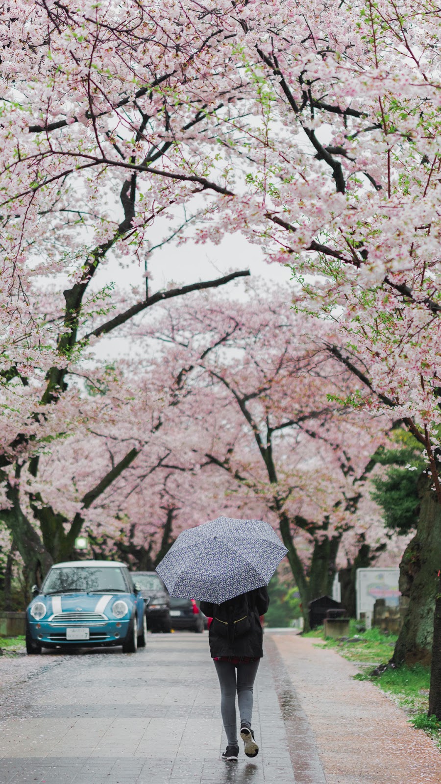 Cherry Blossom Wallpaper Japan - Cherry Blossom - HD Wallpaper 