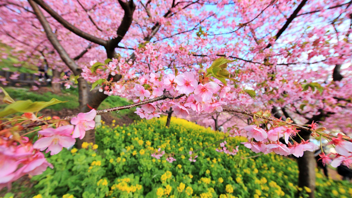 Cherry Blossom - Cherry Blossom Wallpaper Sakura - HD Wallpaper 