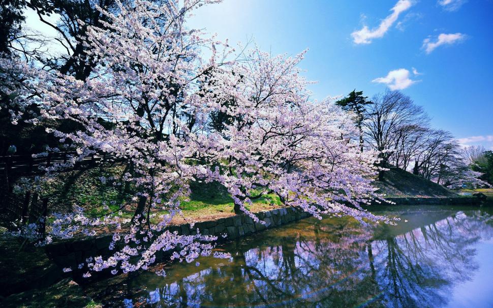 Japanese Cherry Blossoms Wallpaper,japanese Hd Wallpaper,cherry - Cherry Blossom Windows Theme - HD Wallpaper 