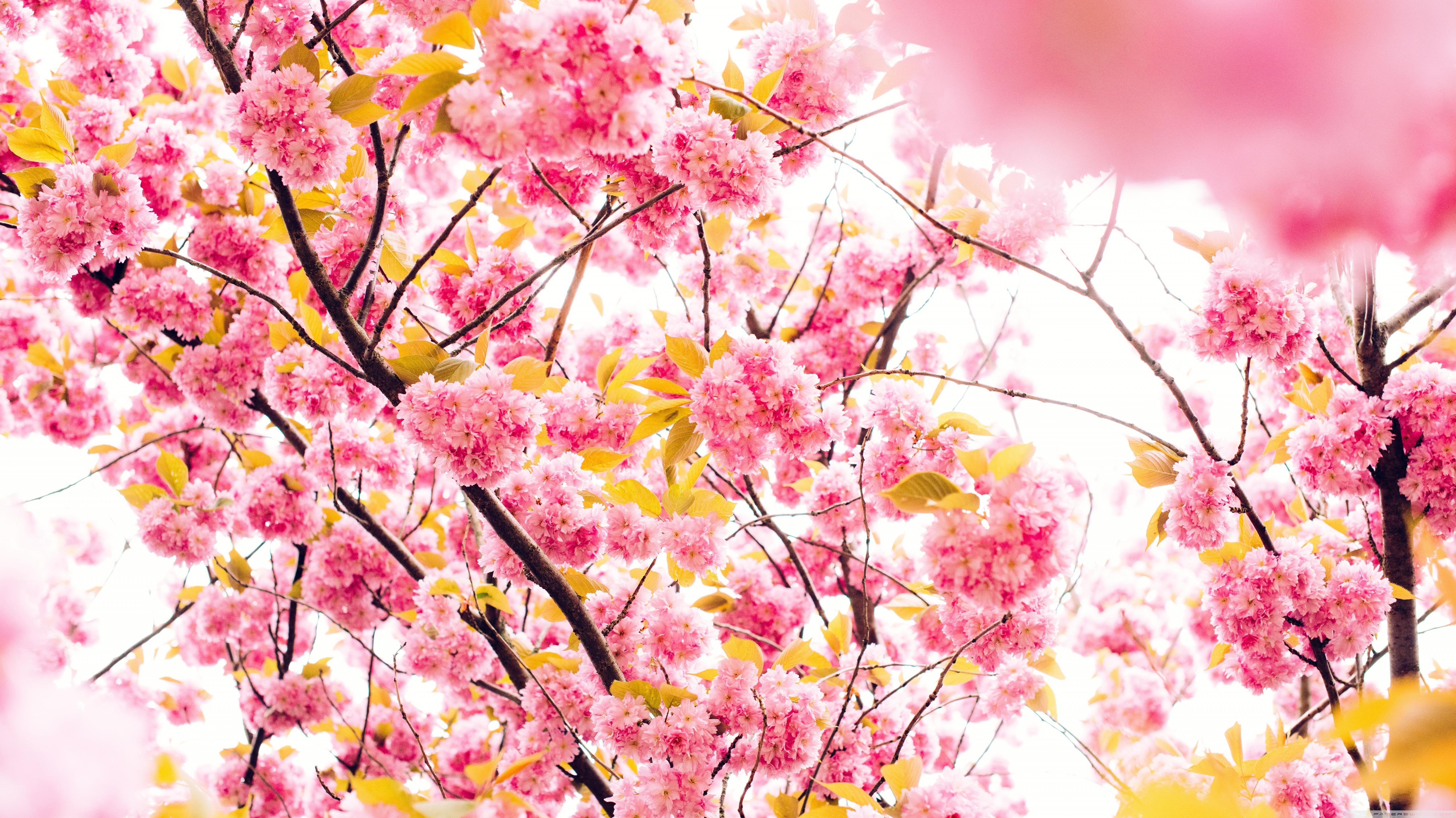 Wallpaper Cherry, Flowers, Flowering, Tree - 4k Cherry Blossom Tree Background - HD Wallpaper 