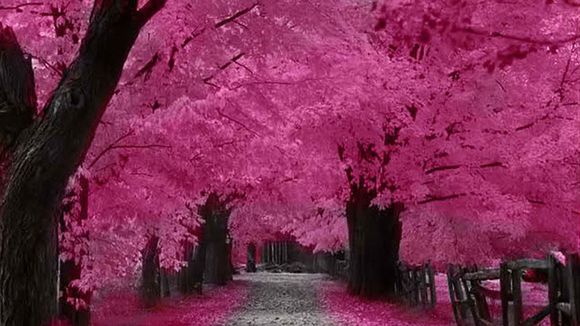 Hd Wallpaper - Japan Cherry Blossom Hd - HD Wallpaper 