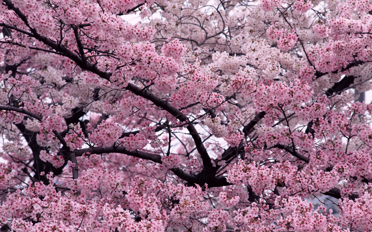 Sakura Flower - HD Wallpaper 