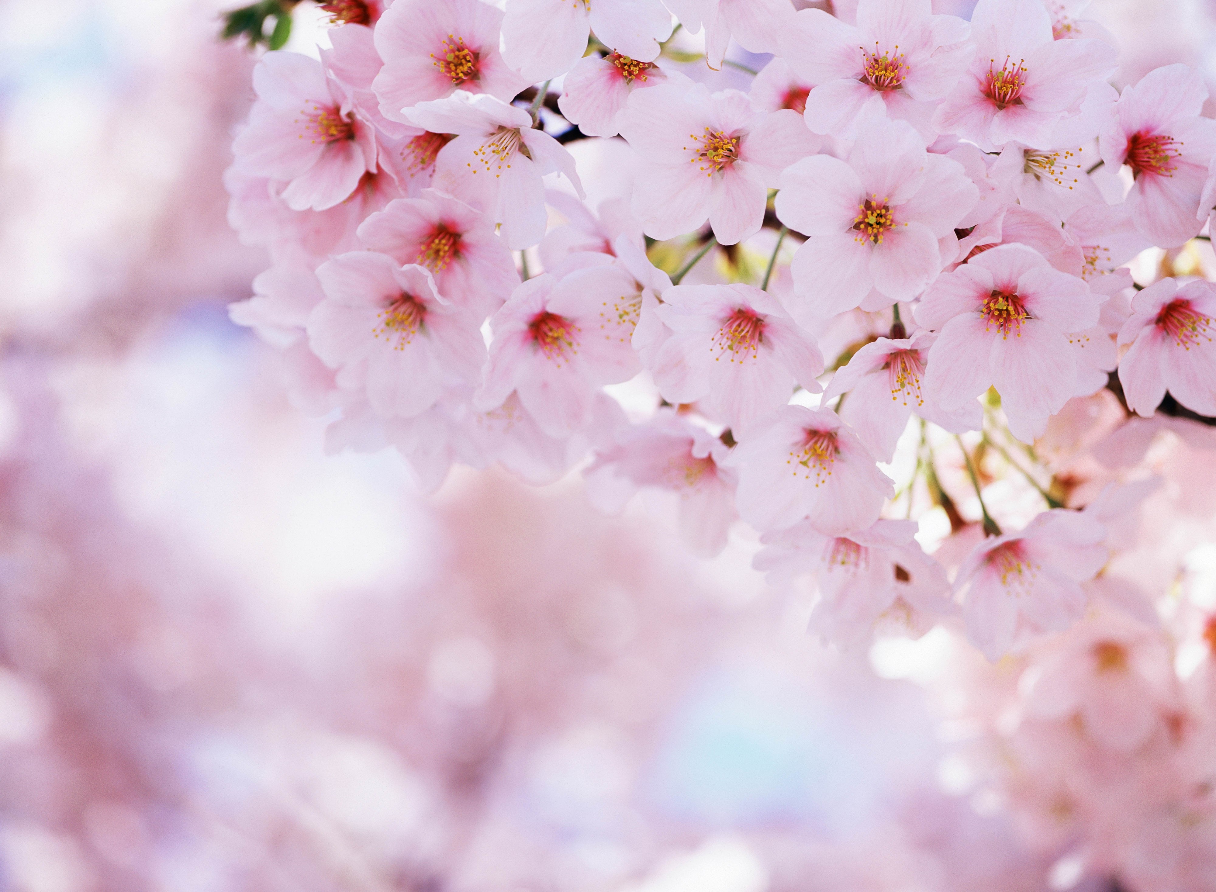 Cherry Blossom Wallpaper Desktop - HD Wallpaper 