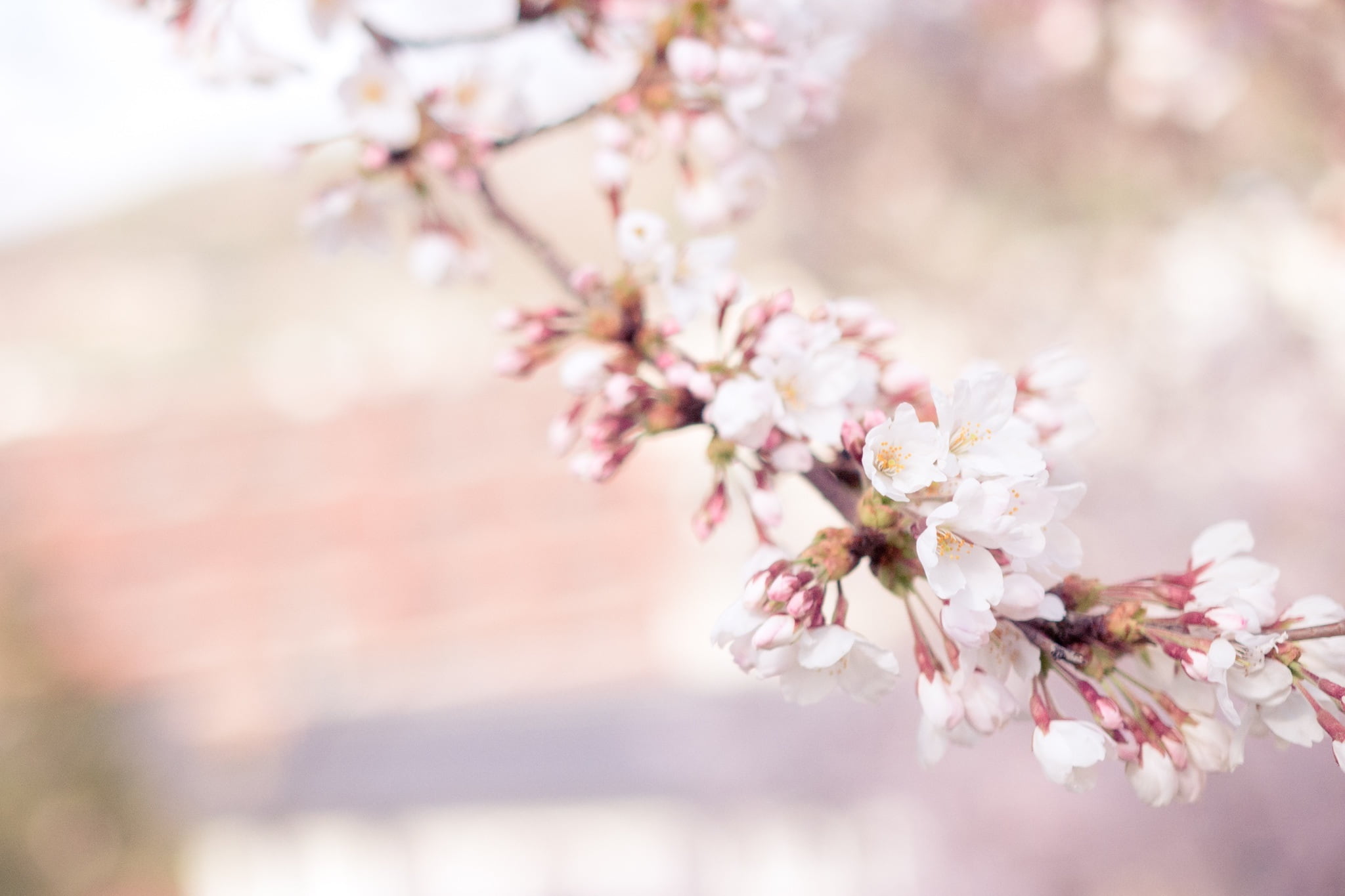 Cherry Blossom Pixabay - HD Wallpaper 