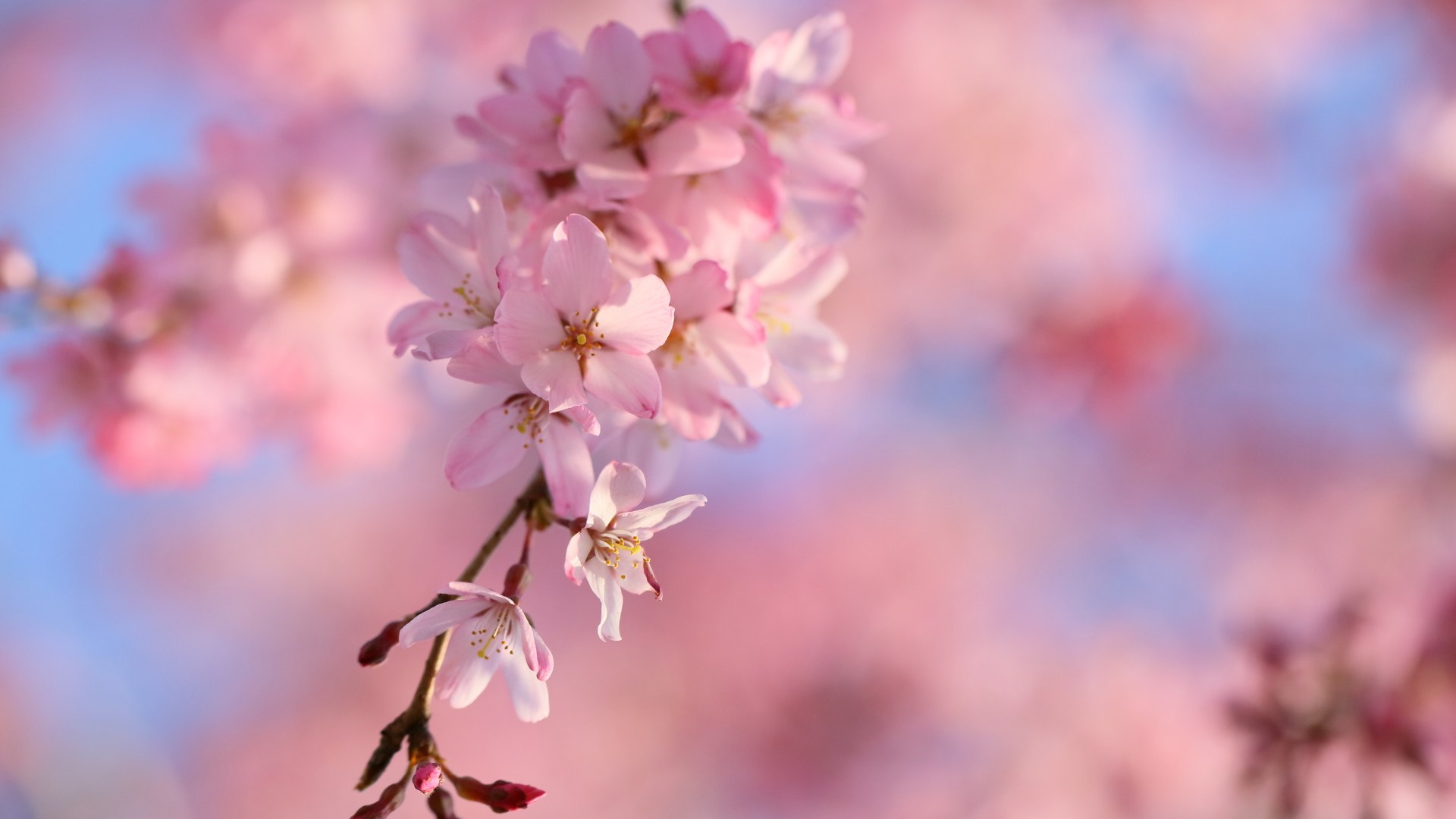 Cherry Blossom Tree For Profile - HD Wallpaper 