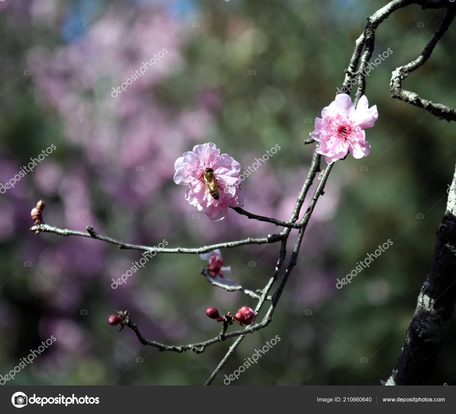 Cherry Blossom - HD Wallpaper 