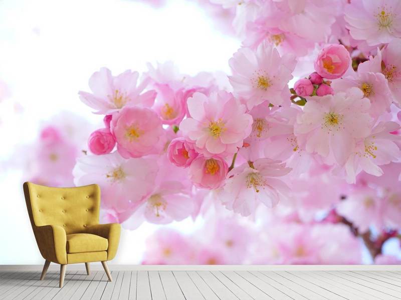 Photo Wallpaper Japanese Cherry Blossom Xl - 冬 おしゃれ 背景 花 - HD Wallpaper 