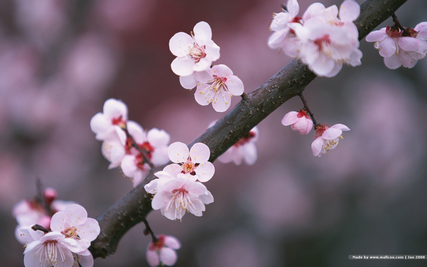 Japanese Spring Cherry Blossom Sakura Flowers Wallpaper - Sakura Japanese - HD Wallpaper 