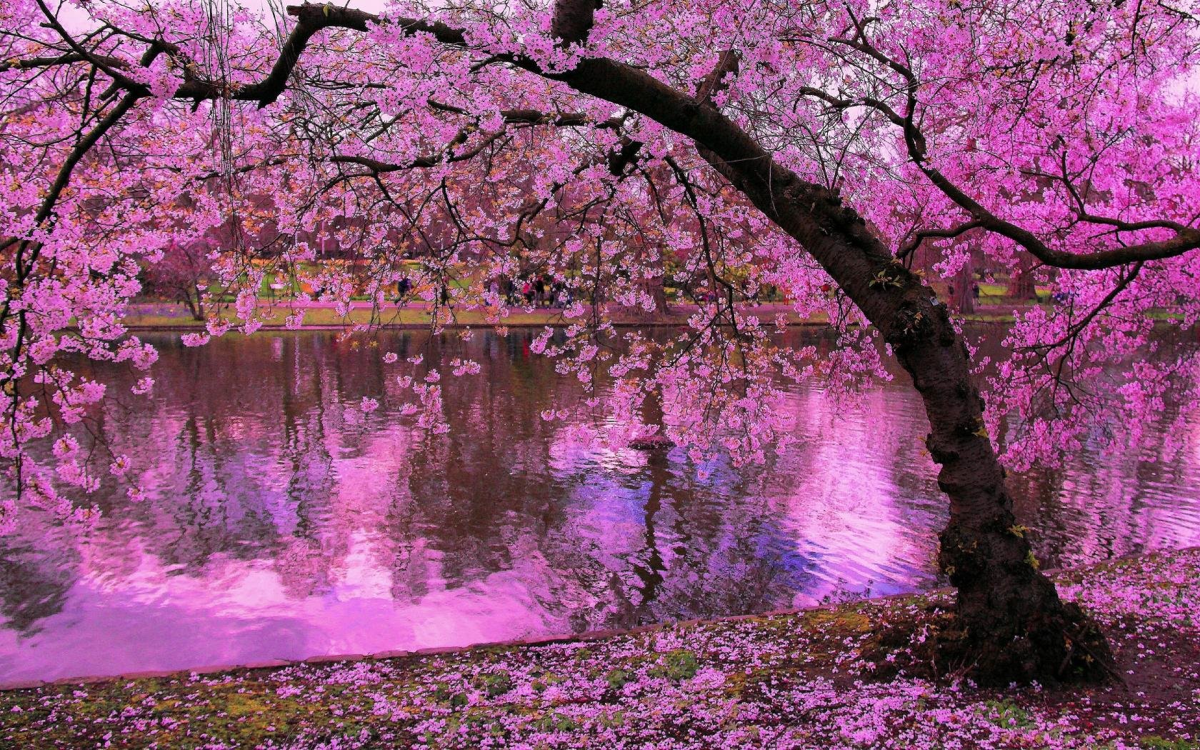 Awesome Sakura Tree Free Background Id - Background Cherry Blossom Tree - HD Wallpaper 