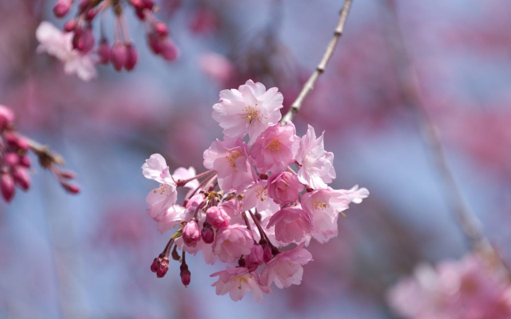 Desktop Picture Of Sakura Flower Wallpaper - Sakura Flower - HD Wallpaper 