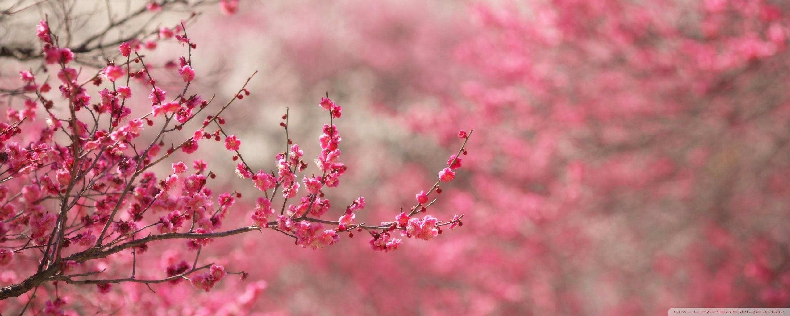 Cover Photo For Facebook Timeline Of Nature - 2560x1024 Wallpaper - Cover Photo For Facebook Timeline Of Nature - 2560x1024 Wallpaper -