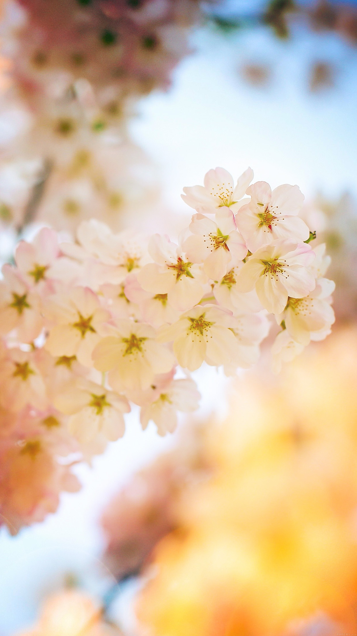 Hd Wallpapers Iphone X Best Cherry Blossom - HD Wallpaper 