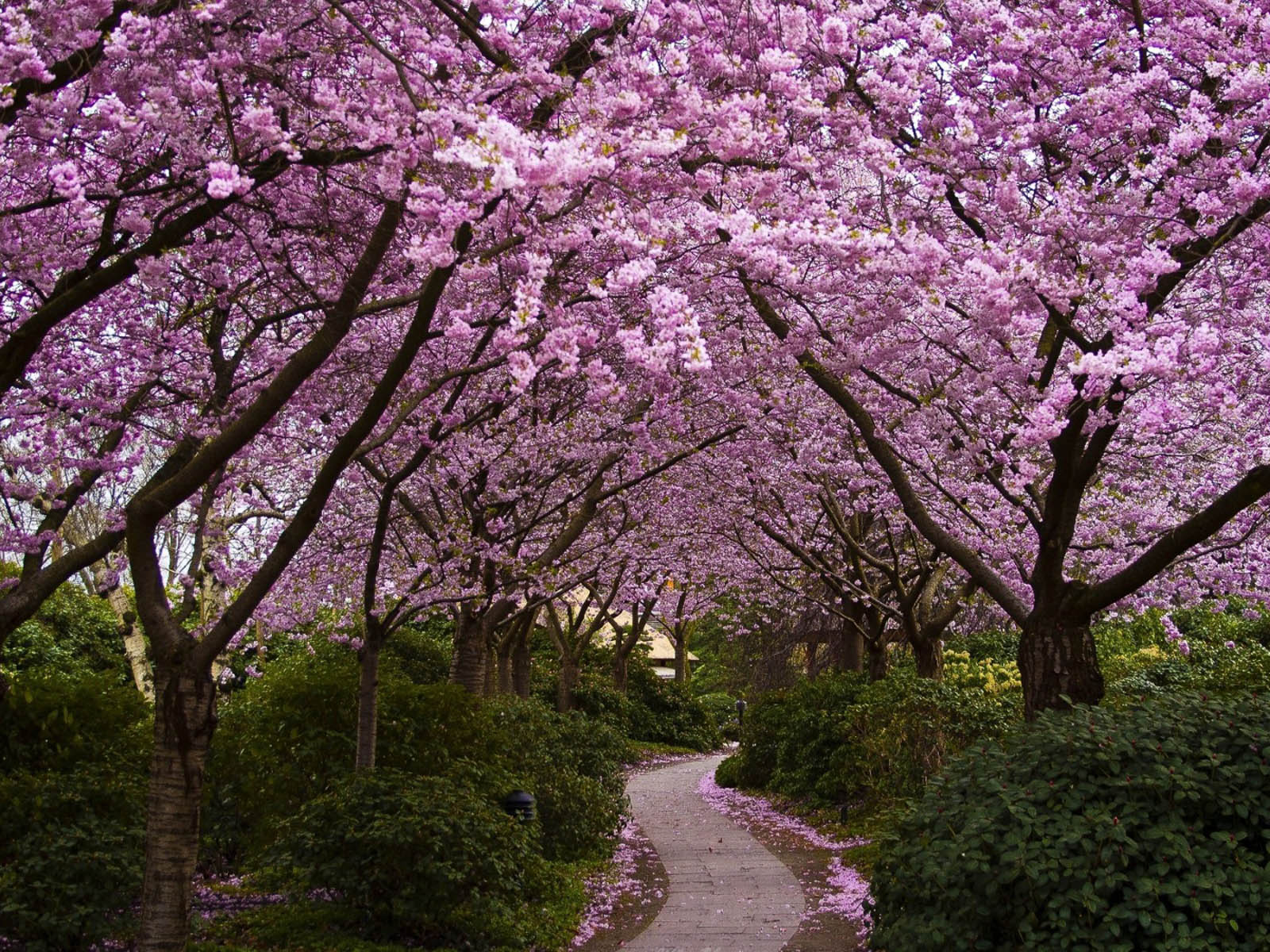 Cherry Tree Wallpaper - Cherry Blossom Trees Park - HD Wallpaper 