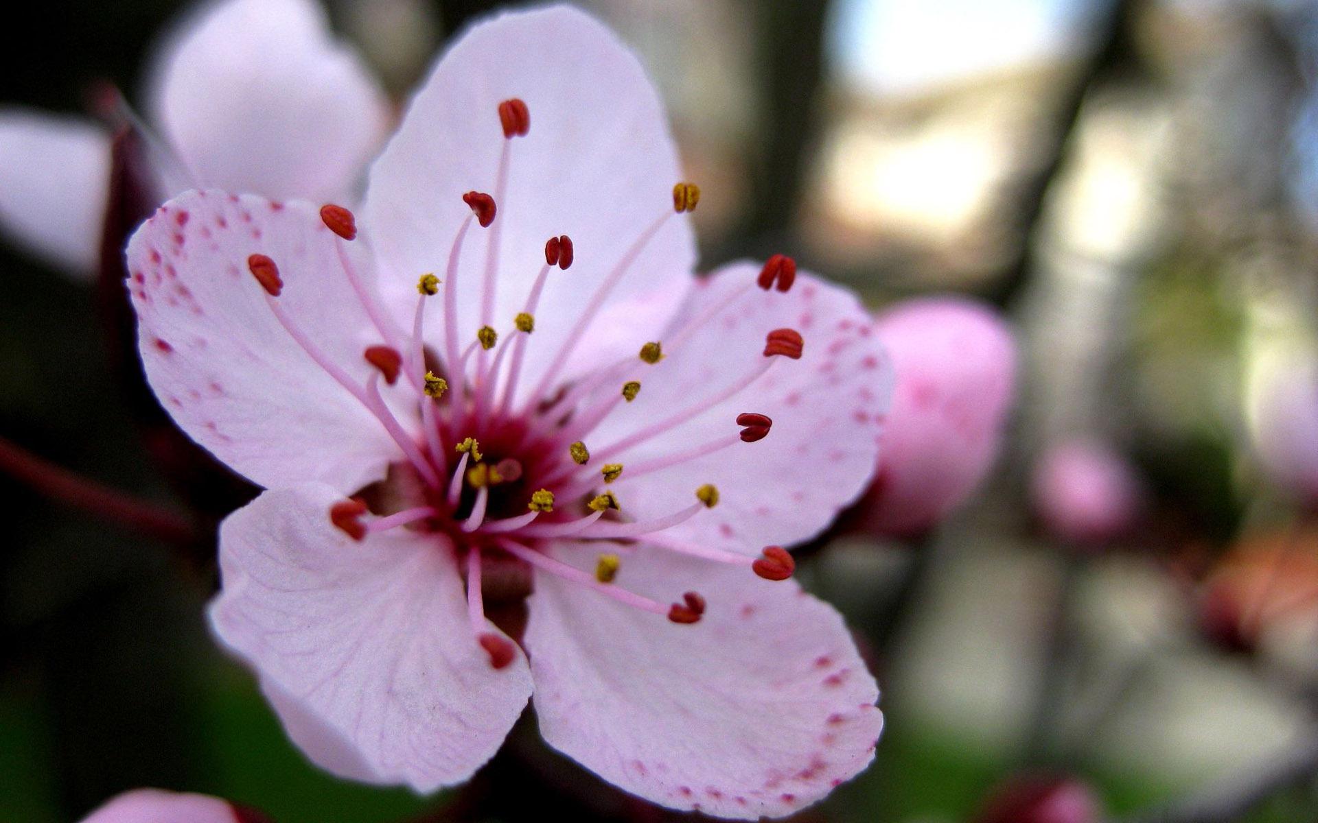 Cherry Blossom Flower Close Up - HD Wallpaper 