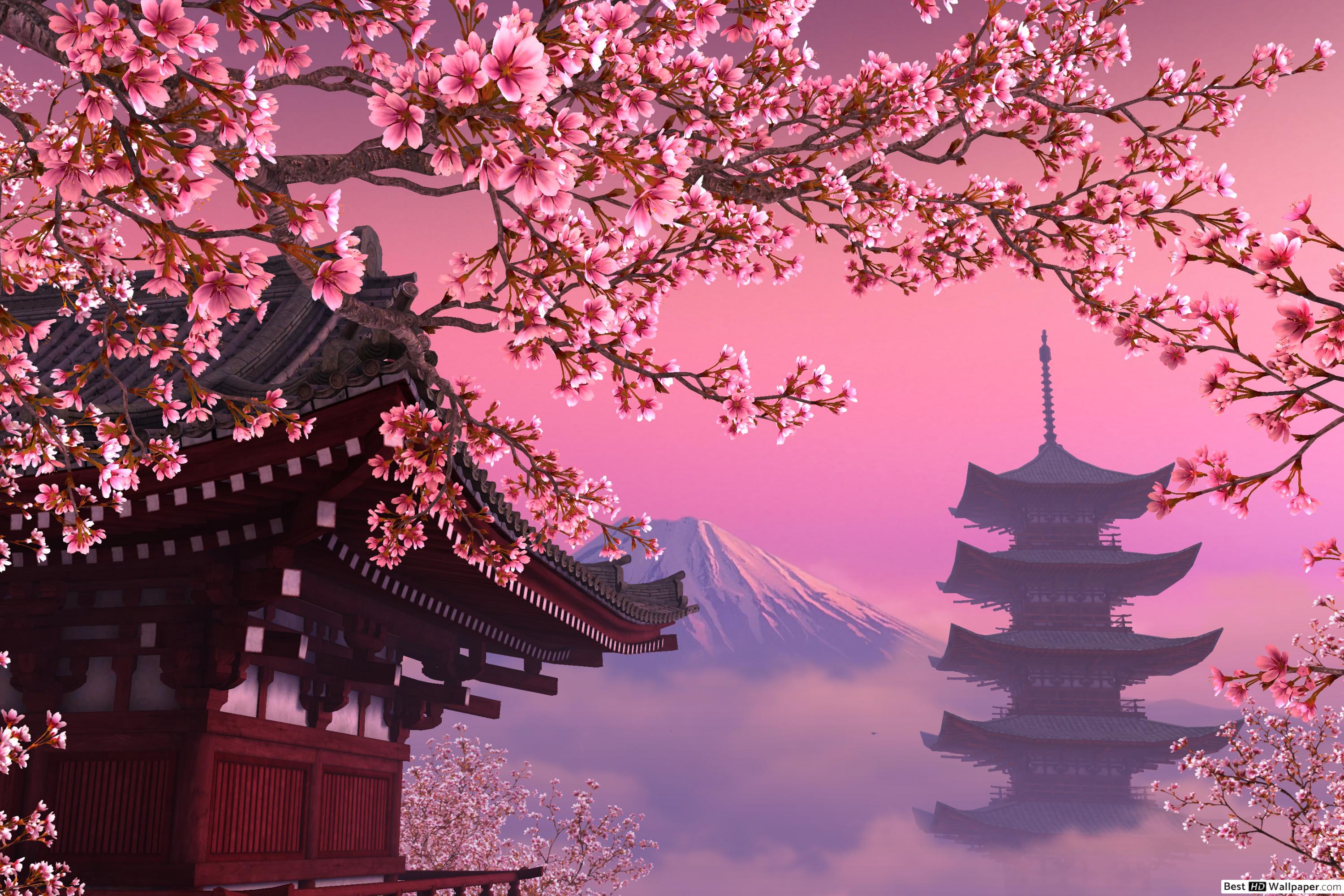 Sakura Trees Hd Phone - HD Wallpaper 
