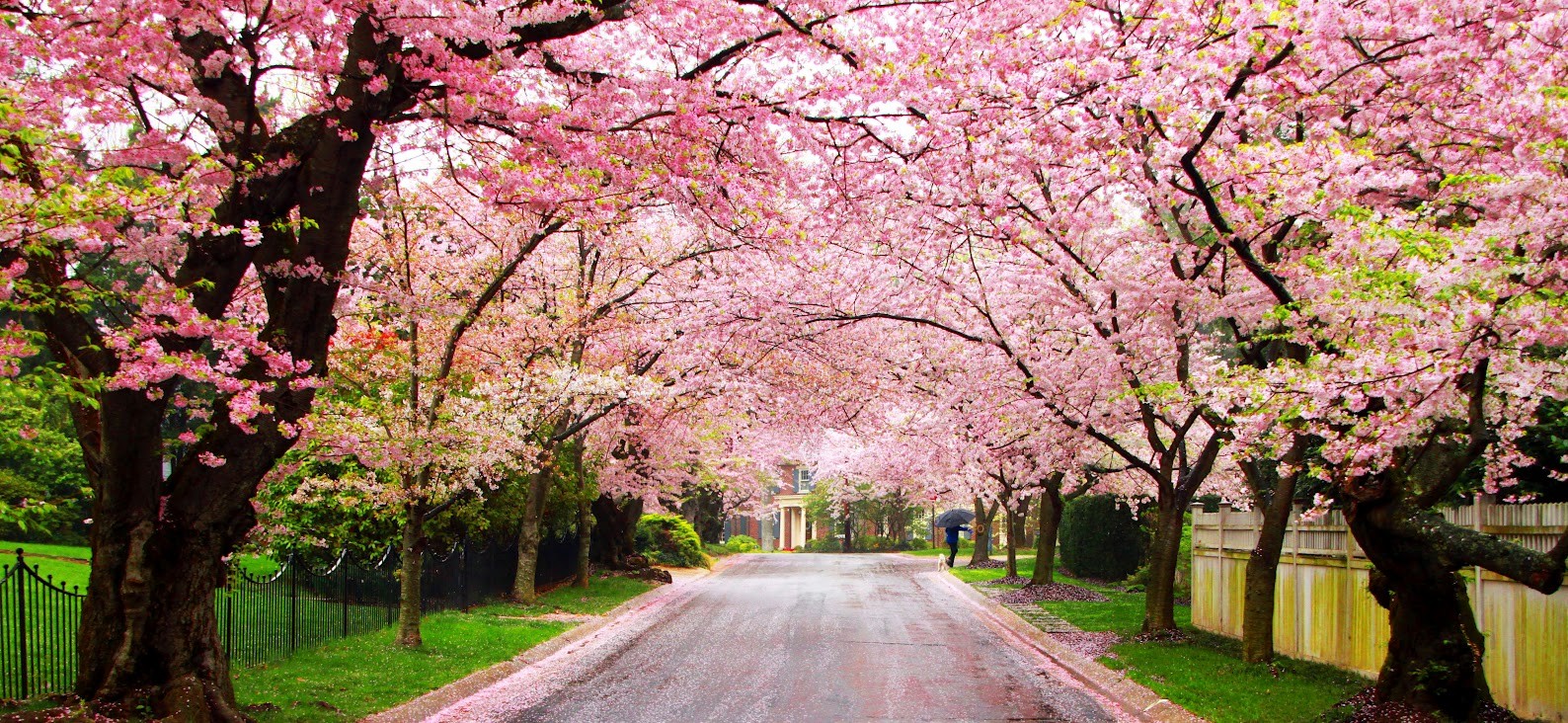 Natural Cherry Blossom - Cherry Blossom Festival Shillong 2016 - HD Wallpaper 