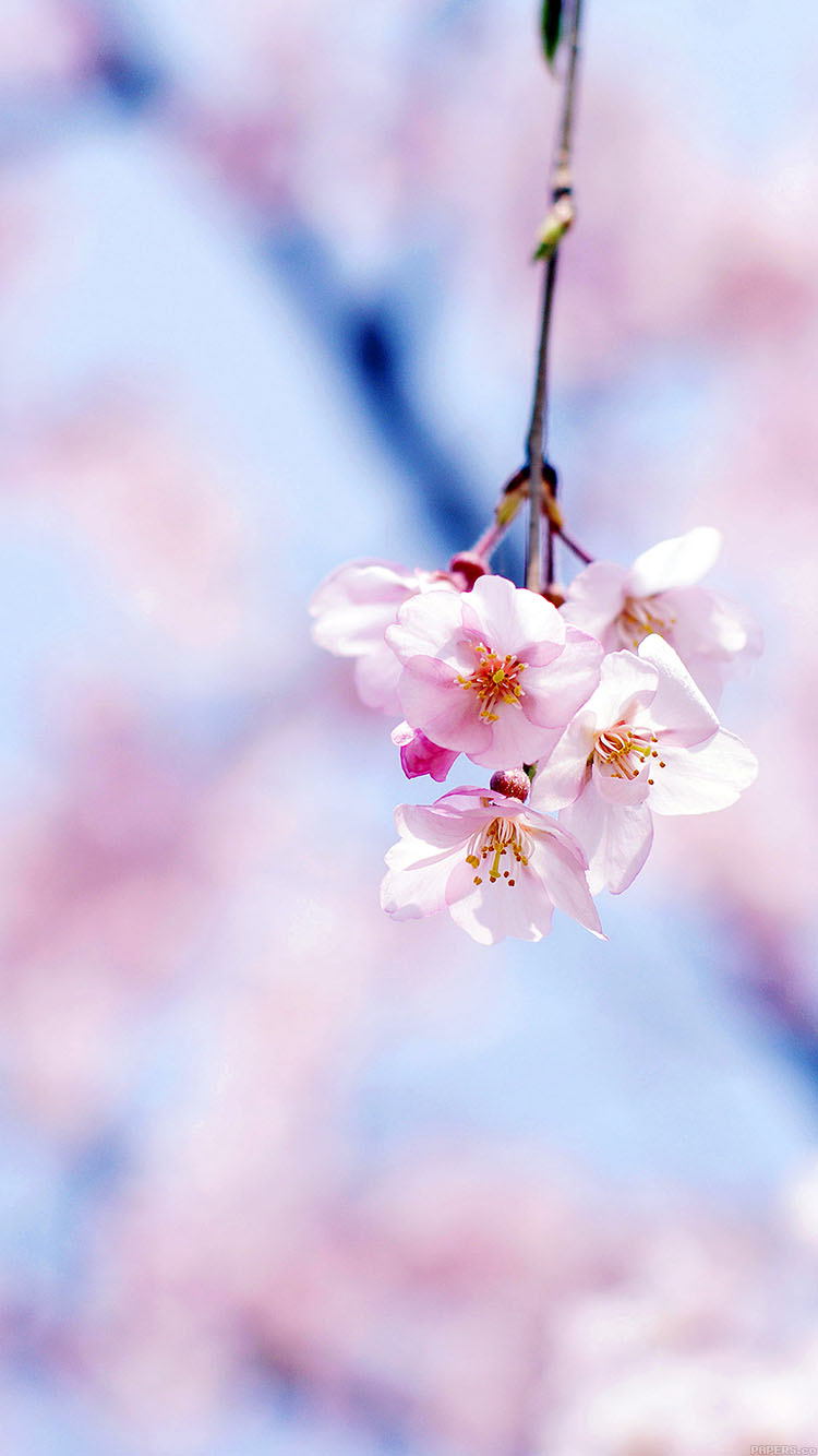 Cherry Blossom Flowers Portrait - HD Wallpaper 