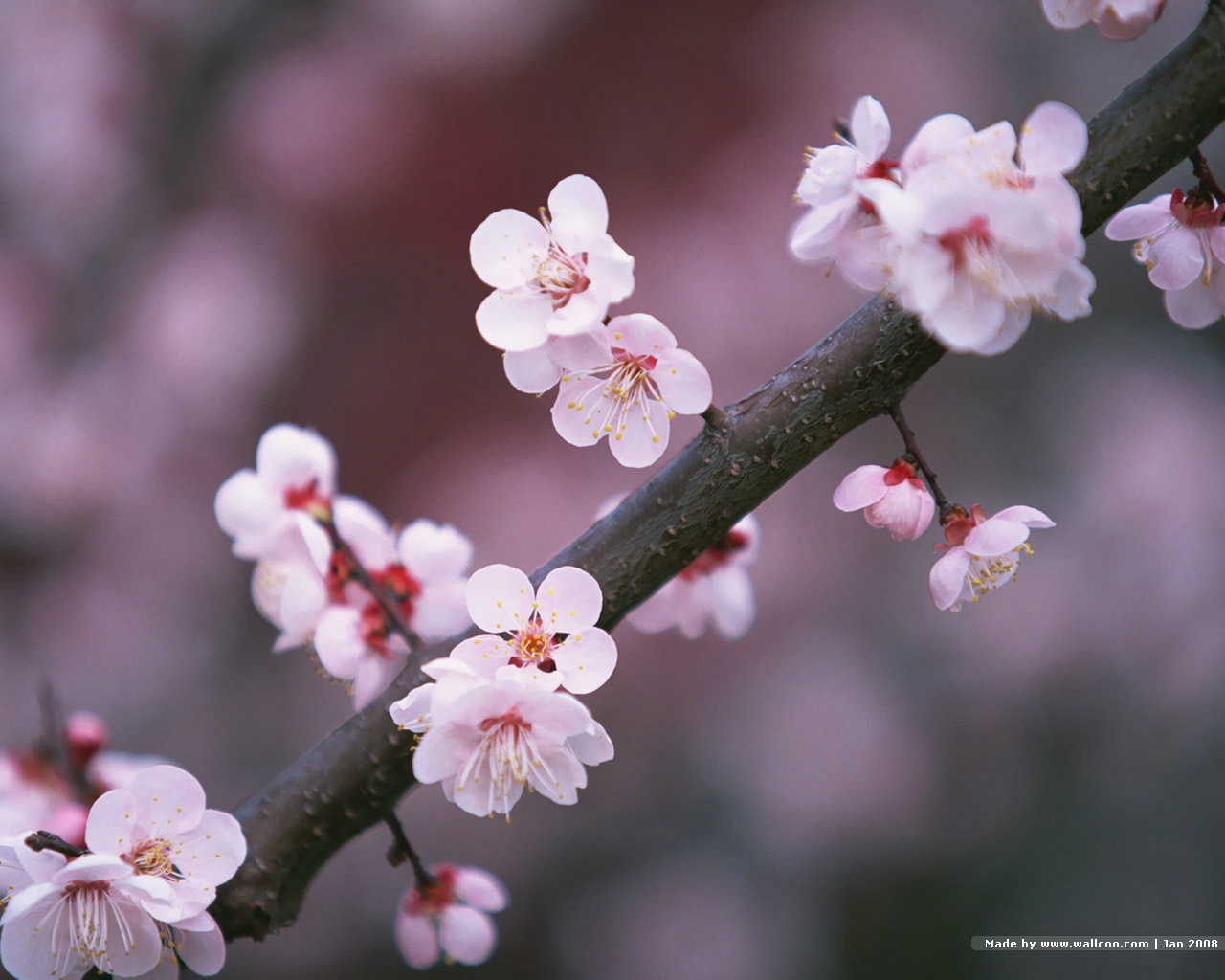 Japanese Sakura Photos - Japanese Cherry Blossom - HD Wallpaper 